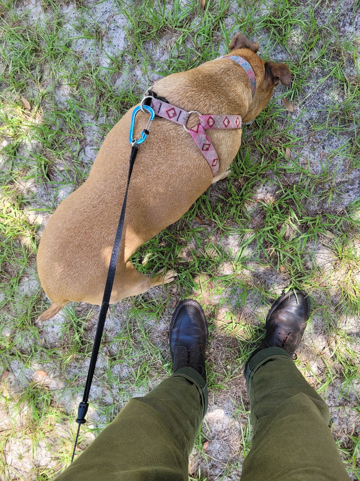 Photo by markieballa on July 19, 2025 of the Crockett & Jones Indiana in Dark Brown Roughout Suede.