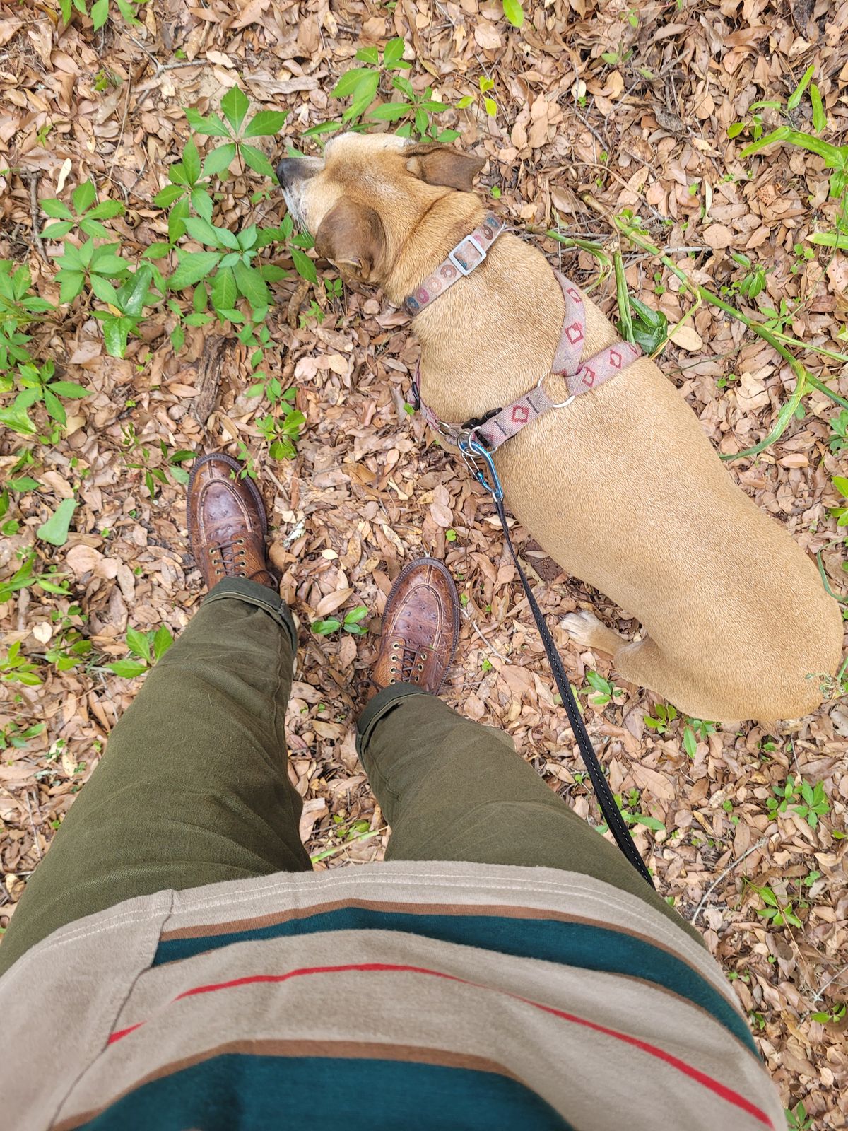 Photo by markieballa on May 3, 2025 of the Grant Stone Ottawa Boot in Tumbled Chestnut Ostrich.