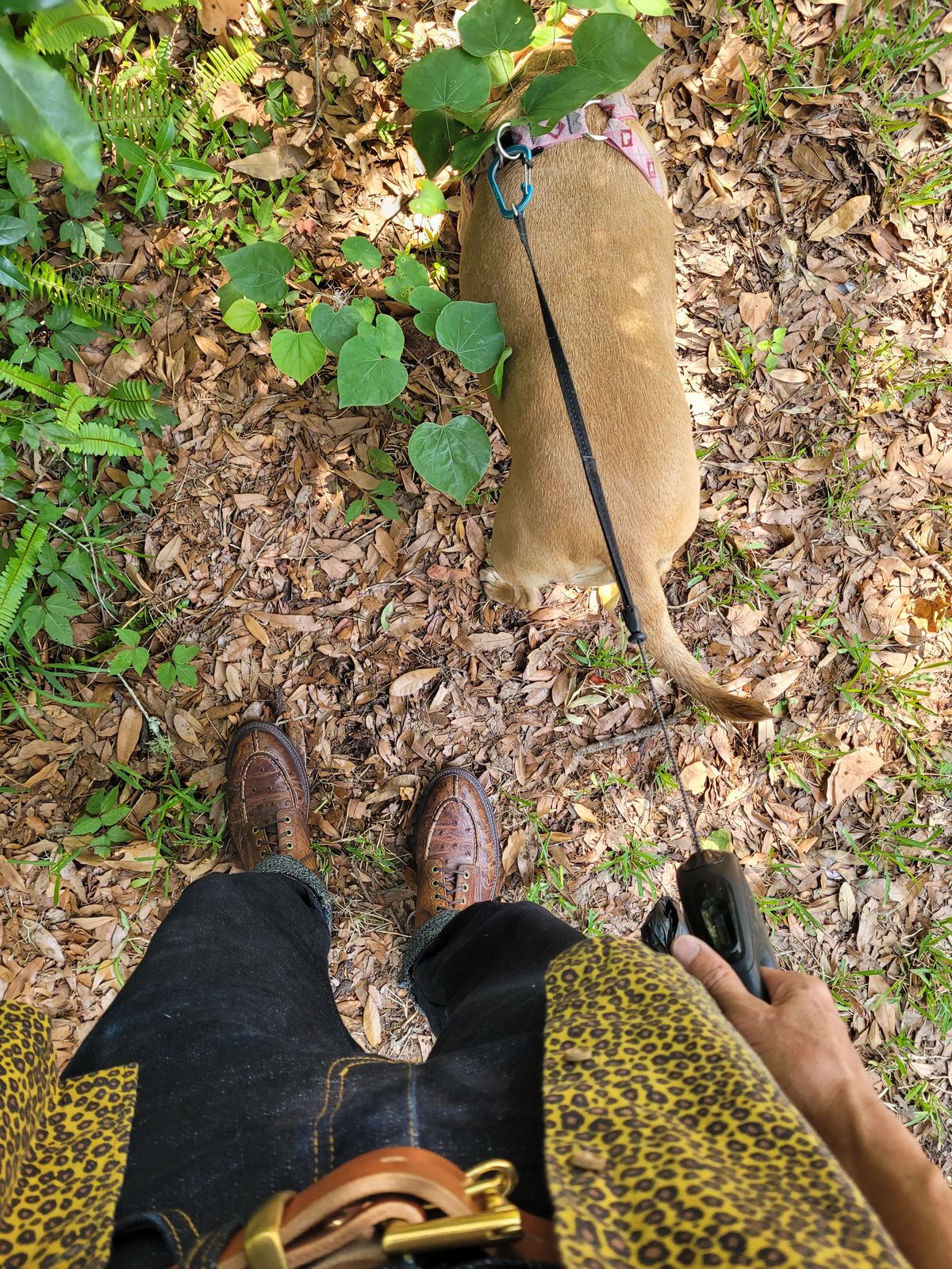 Photo by markieballa on June 2, 2025 of the Grant Stone Ottawa Boot in Tumbled Chestnut Ostrich.