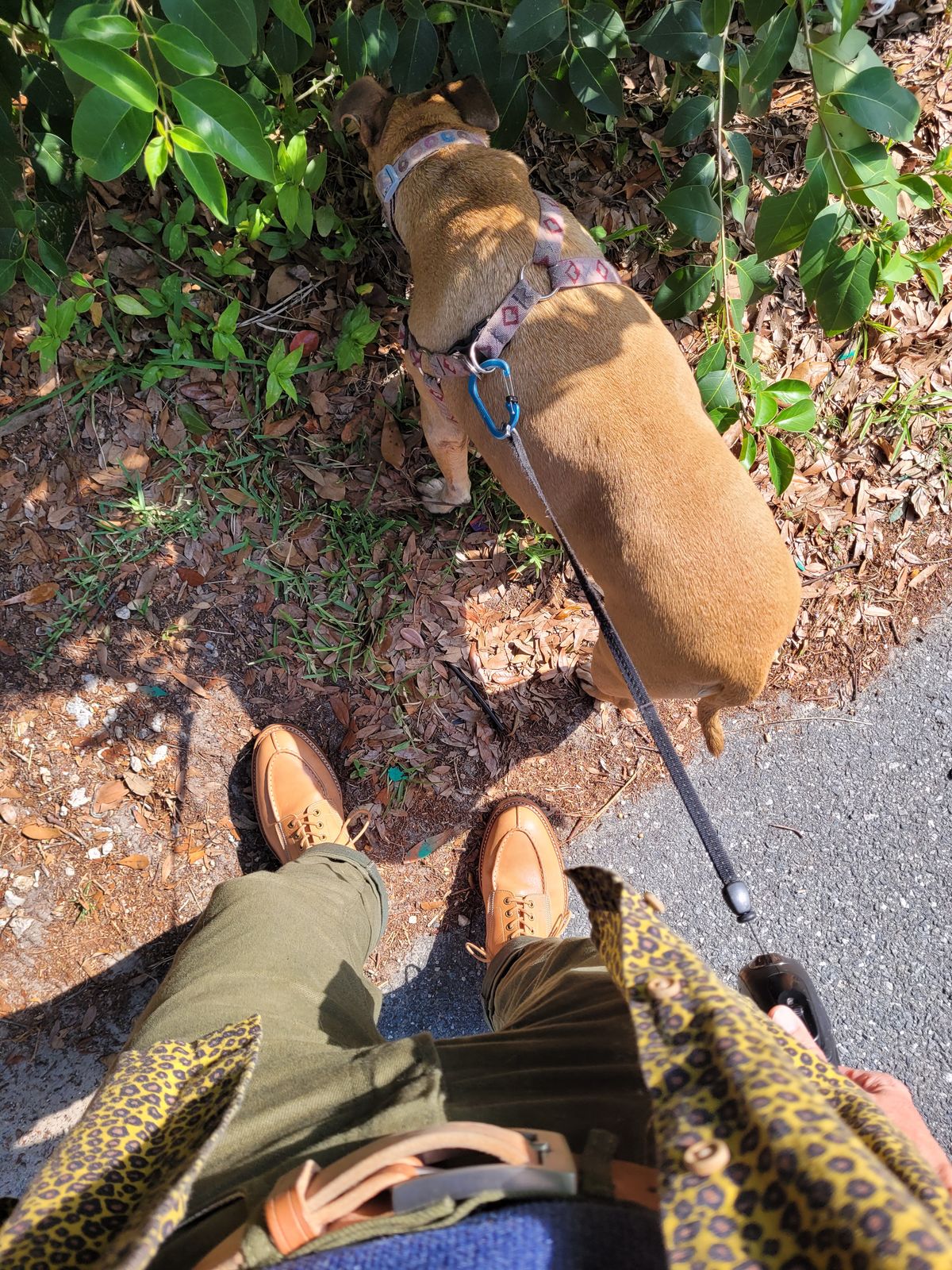 Photo by markieballa on May 7, 2025 of the Onderhoud SPL01 in Wickett & Craig Russet Traditional Harness.