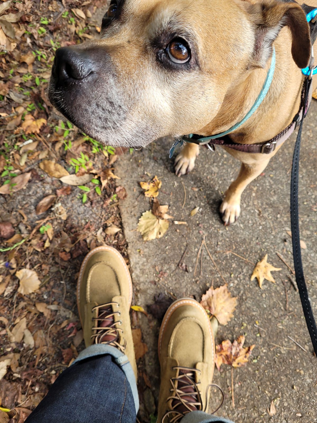 Photo by markieballa on November 23, 2022 of the Truman Upland Moc Toe Boot in Tasman Leather Group Coyote Roughout.