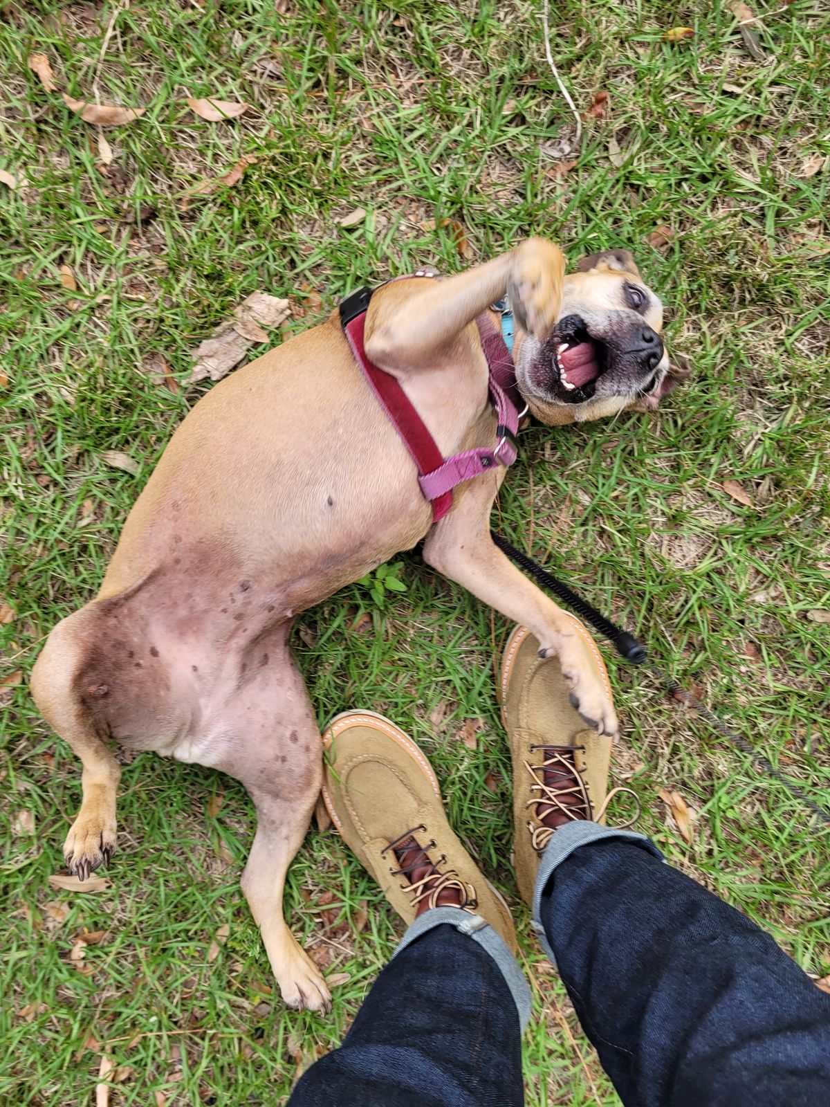 Photo by markieballa on November 23, 2022 of the Truman Upland Moc Toe Boot in Tasman Leather Group Coyote Roughout.