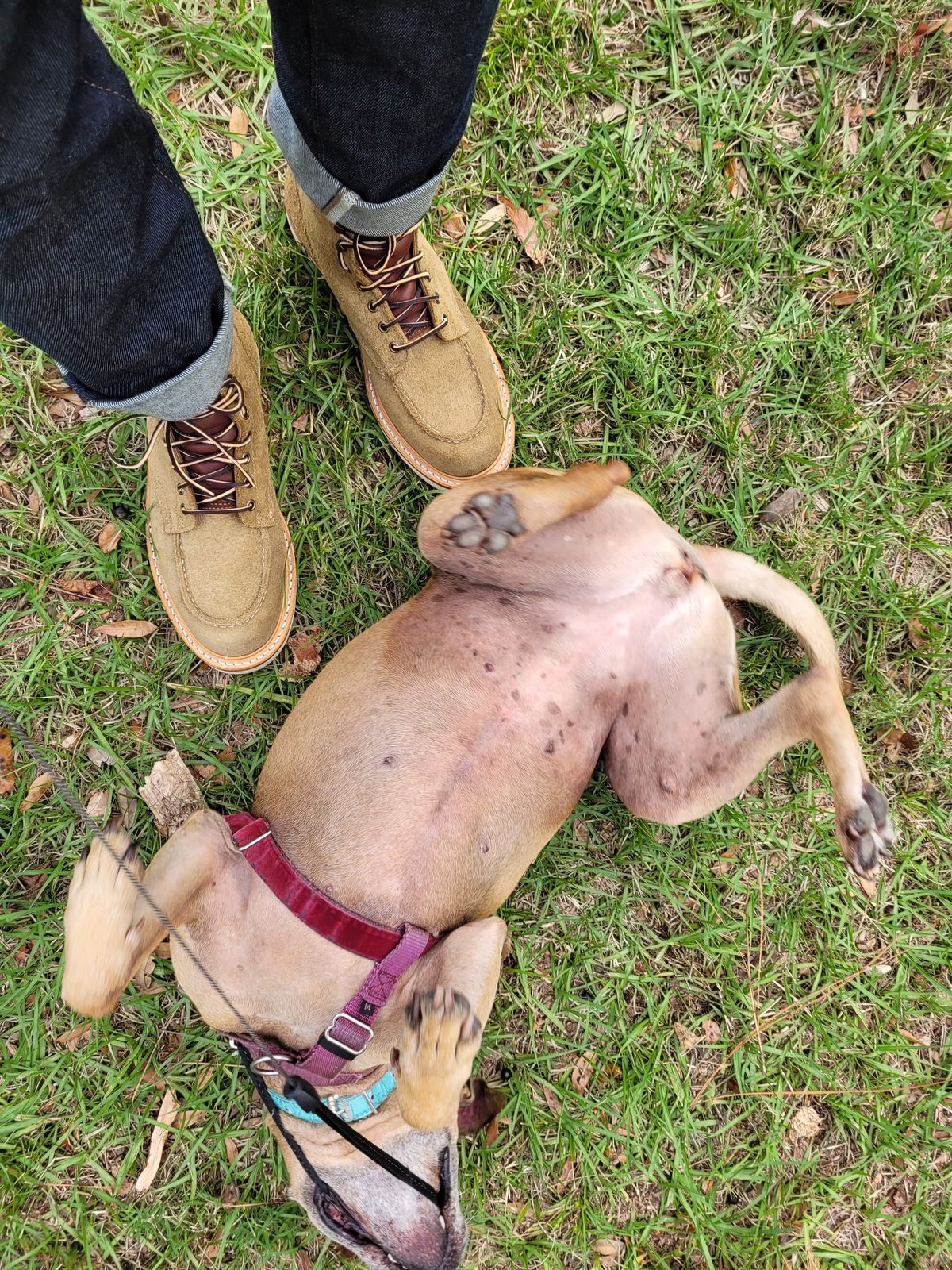 Photo by markieballa on November 23, 2022 of the Truman Upland Moc Toe Boot in Tasman Leather Group Coyote Roughout.