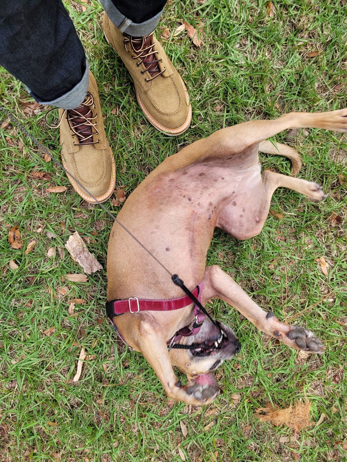 Photo by markieballa on November 23, 2022 of the Truman Upland Moc Toe Boot in Tasman Leather Group Coyote Roughout.