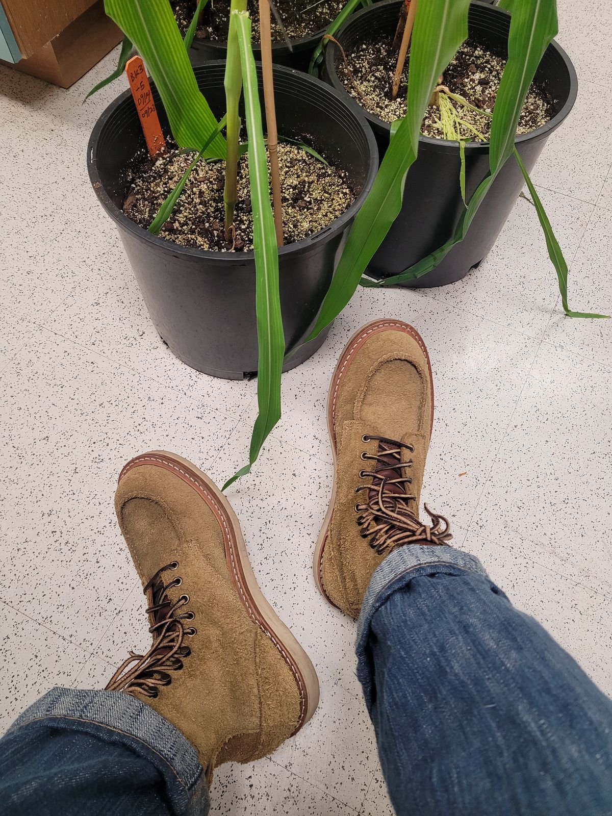 Photo by markieballa on November 19, 2024 of the Truman Upland Moc Toe Boot in Tasman Leather Group Coyote Roughout.