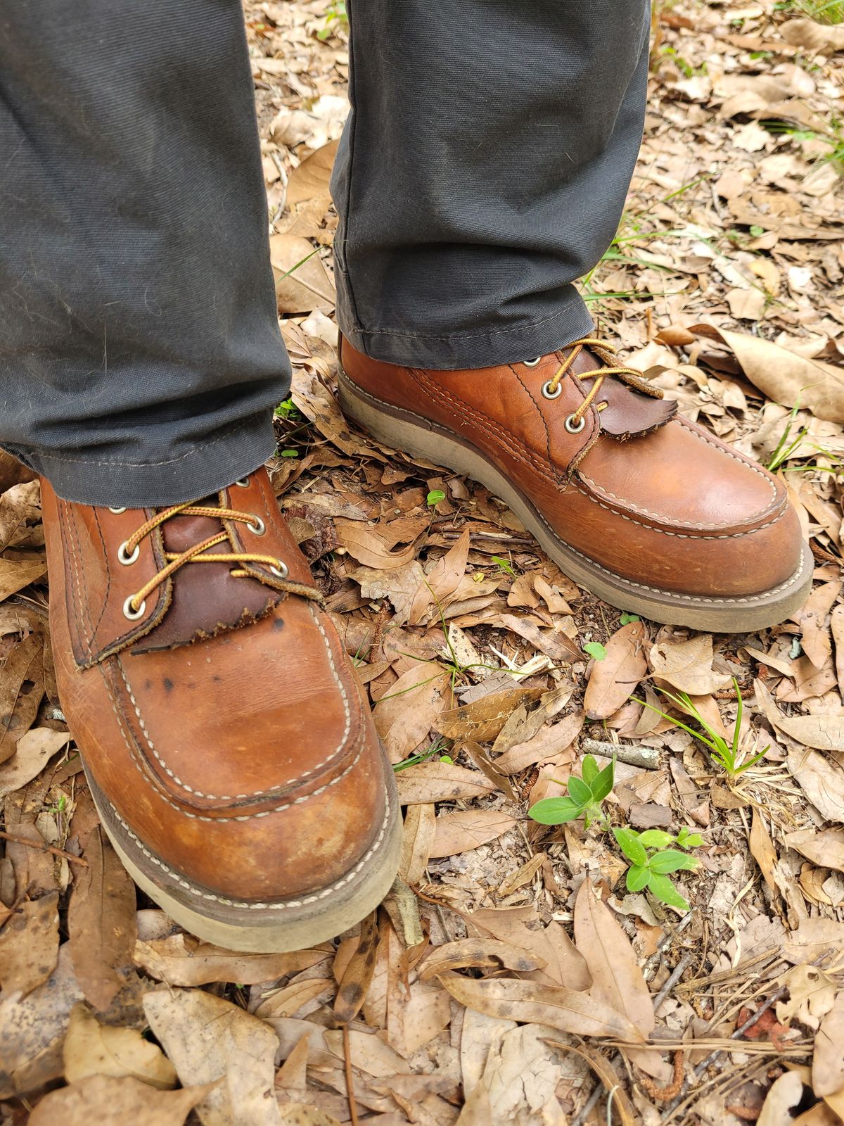 Photo by markieballa on May 22, 2025 of the Red Wing 8-Inch Classic Moc in S.B. Foot Oro Legacy.