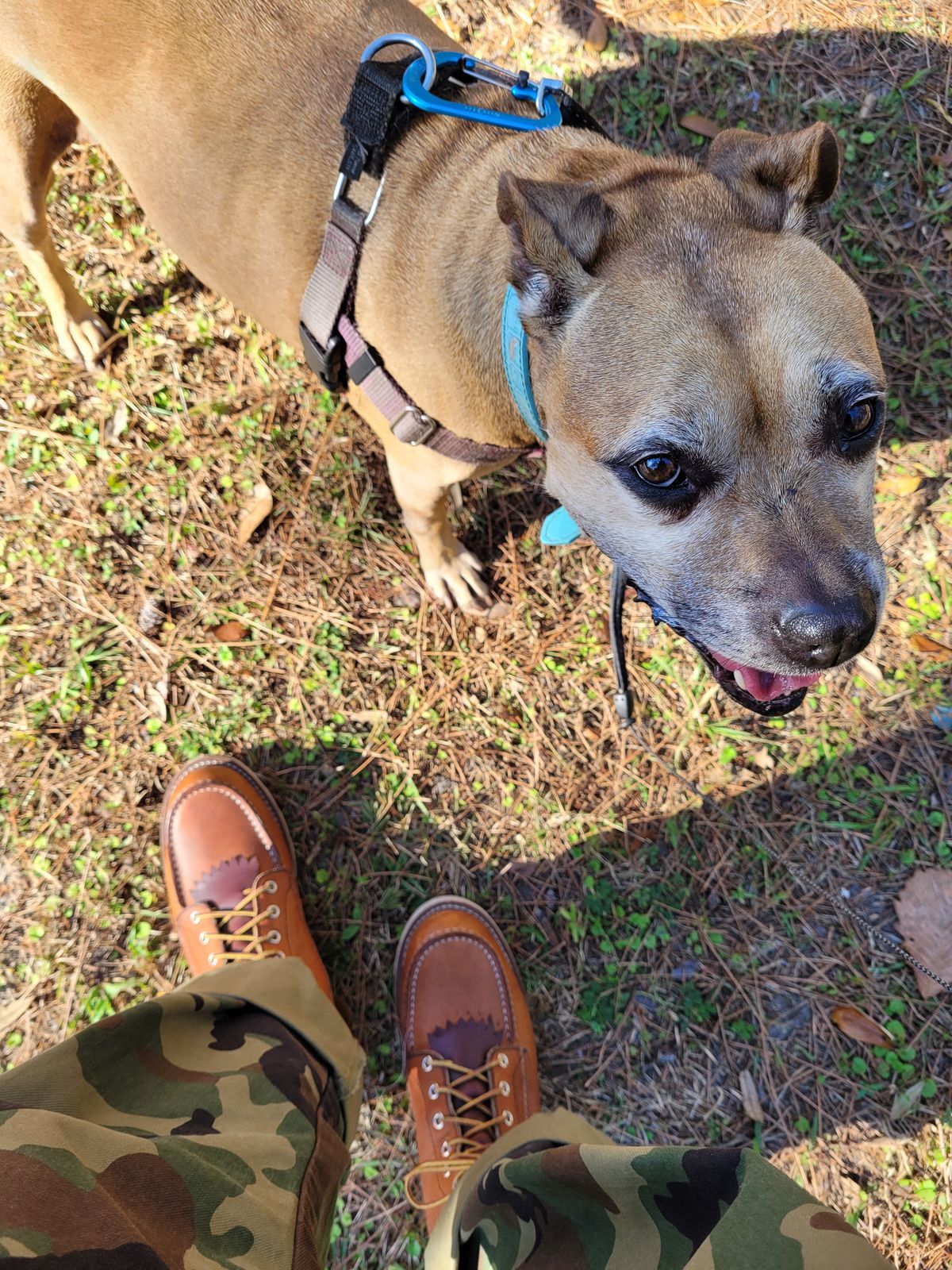Photo by markieballa on December 7, 2022 of the Red Wing 8-Inch Classic Moc in S.B. Foot Oro Legacy.