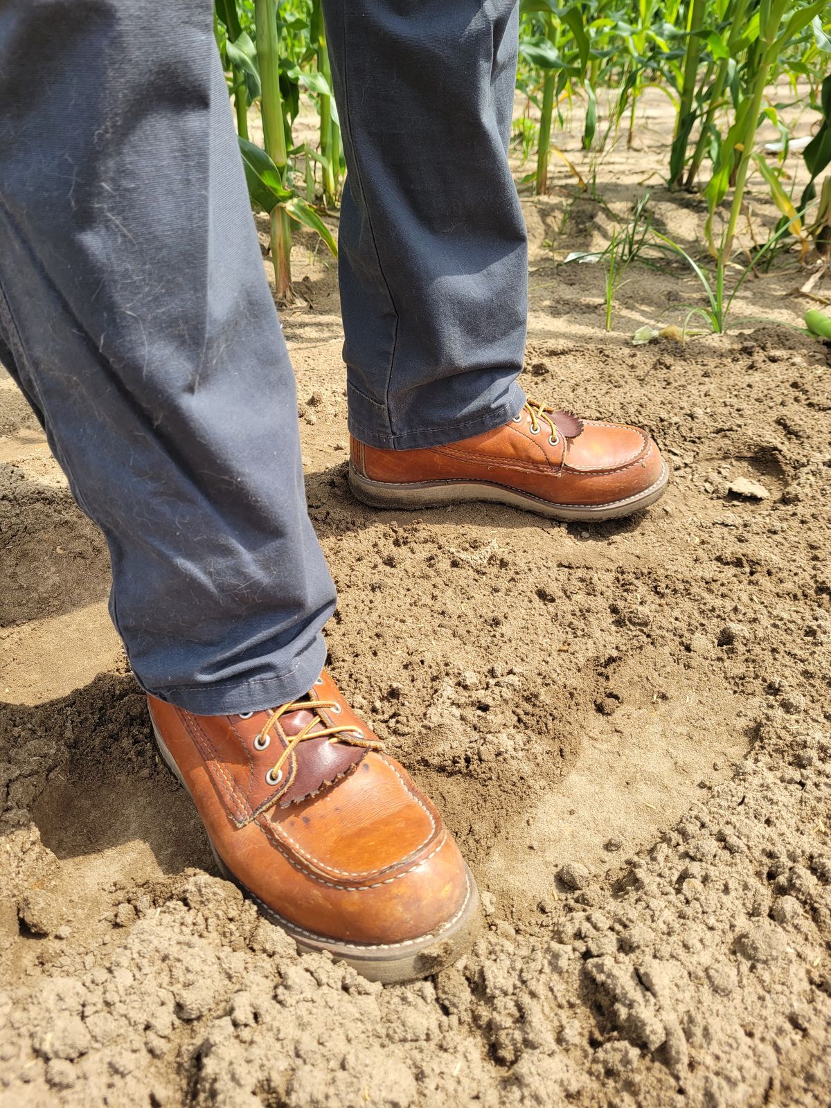 Photo by markieballa on May 22, 2025 of the Red Wing 8-Inch Classic Moc in S.B. Foot Oro Legacy.