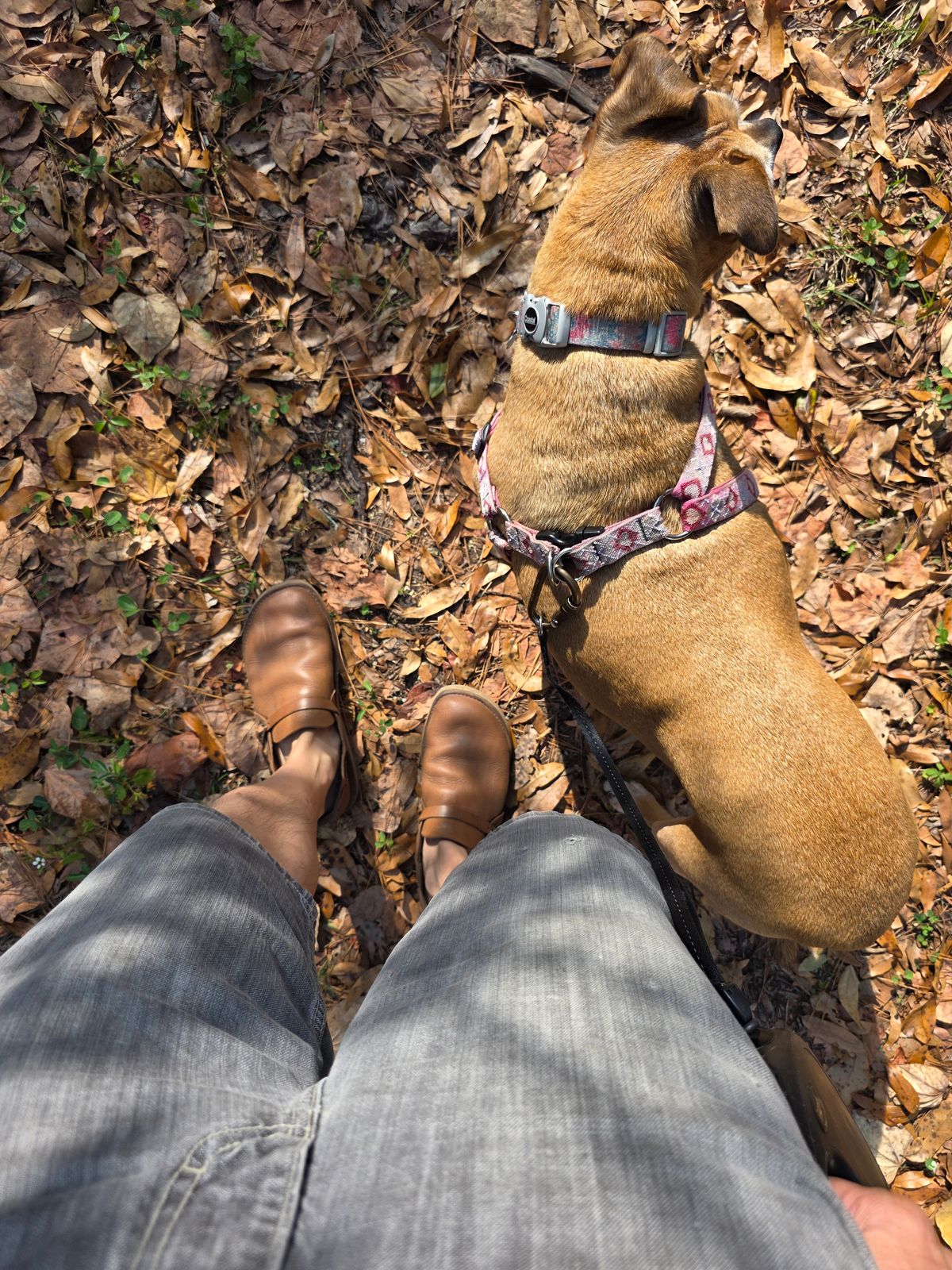 Photo by markieballa on November 24, 2025 of the Oak Street Bootmakers Country Loafer in Horween Natural Chromexcel.