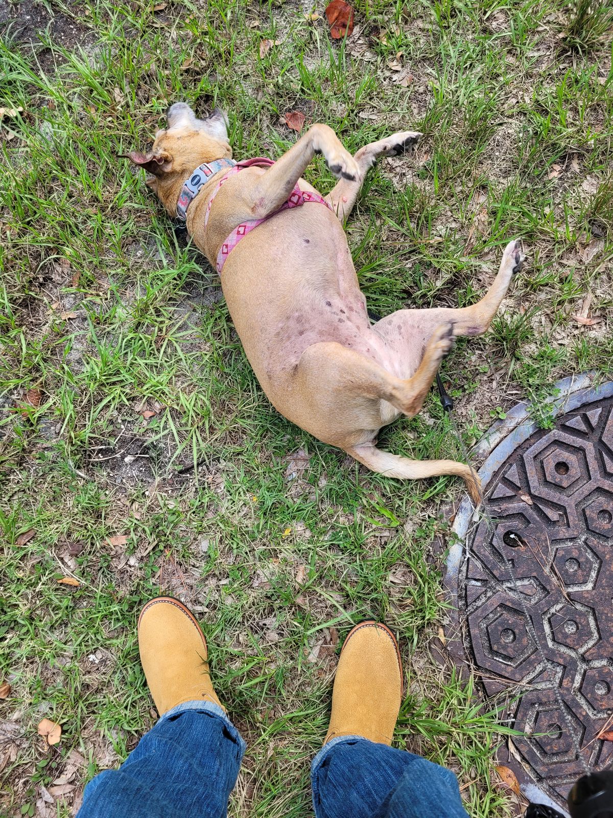 Photo by markieballa on July 6, 2025 of the Keystone Shoe Company Engineer Boot in Tan Roughout.