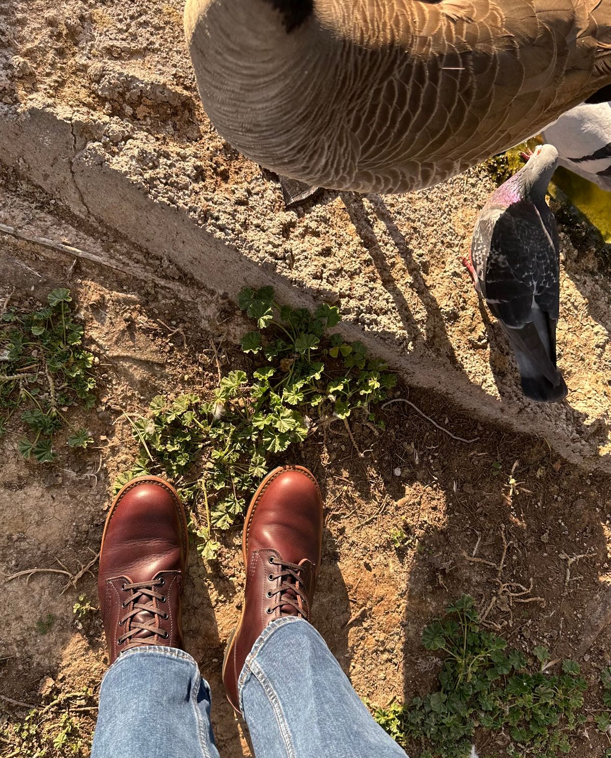 Photo by Mario357 on February 12, 2026 of the Red Wing Beckman in S.B. Foot Black Cherry Excalibur.