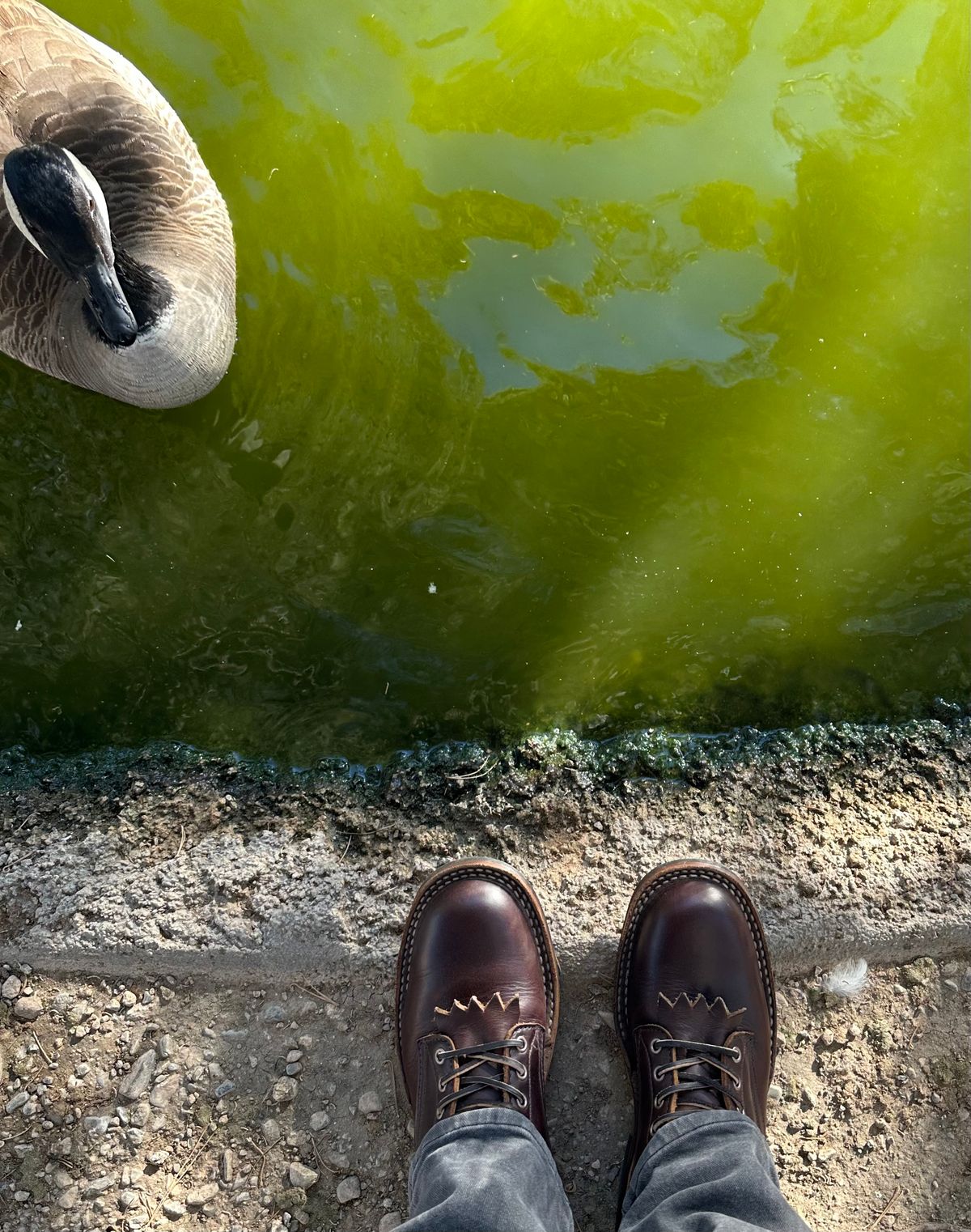 Photo by Mario357 on December 28, 2025 of the White's C350 Cruiser in Seidel Brown Double Shot.