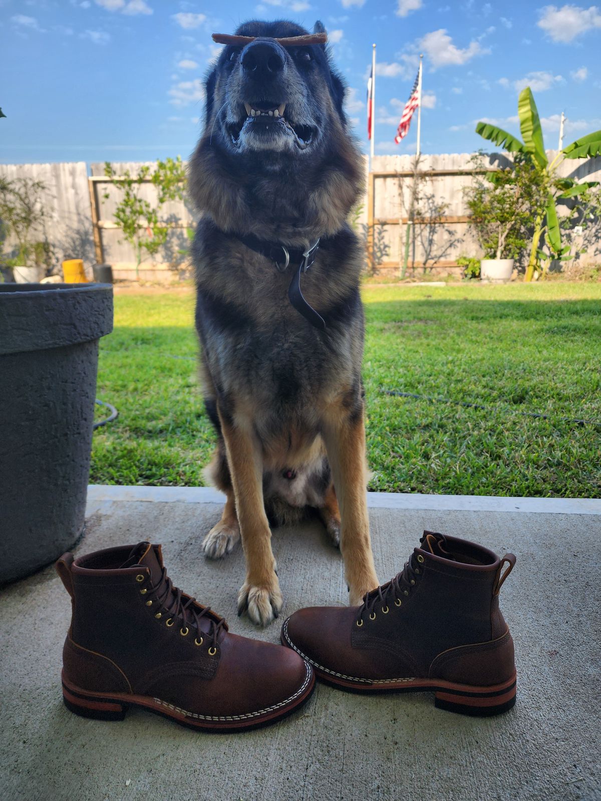 Photo by Yellowfin2na on October 1, 2025 of the Nicks Falcon in Horween Orange Predator.