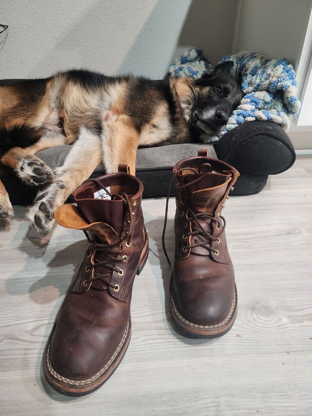 Photo by Yellowfin2na on October 29, 2025 of the Nicks Falcon in Horween Orange Predator.