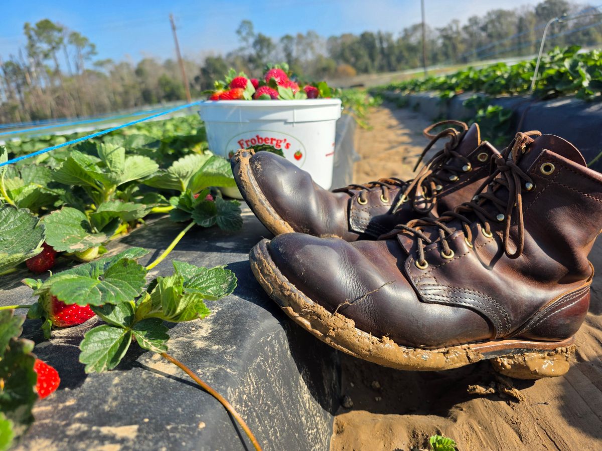 Photo by Yellowfin2na on January 28, 2026 of the Nicks Falcon in Horween Orange Predator.