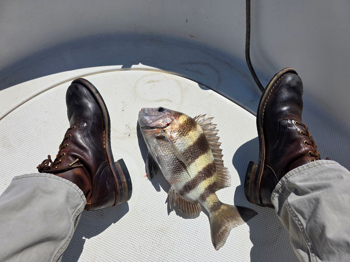 Photo by Yellowfin2na on March 1, 2026 of the Nicks Falcon in Horween Orange Predator.