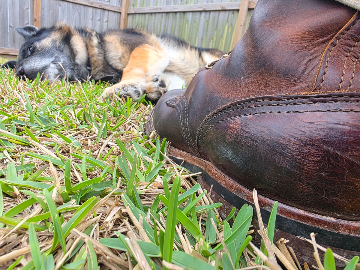Photo by Yellowfin2na on March 10, 2026 of the Nicks Falcon in Horween Orange Predator.