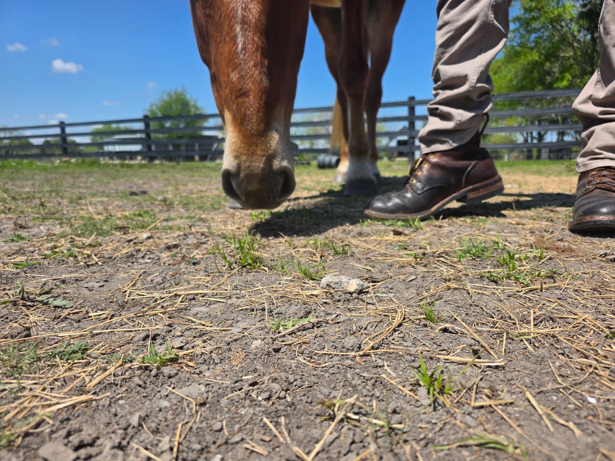 Photo by Yellowfin2na on March 29, 2026 of the Nicks Falcon in Horween Orange Predator.