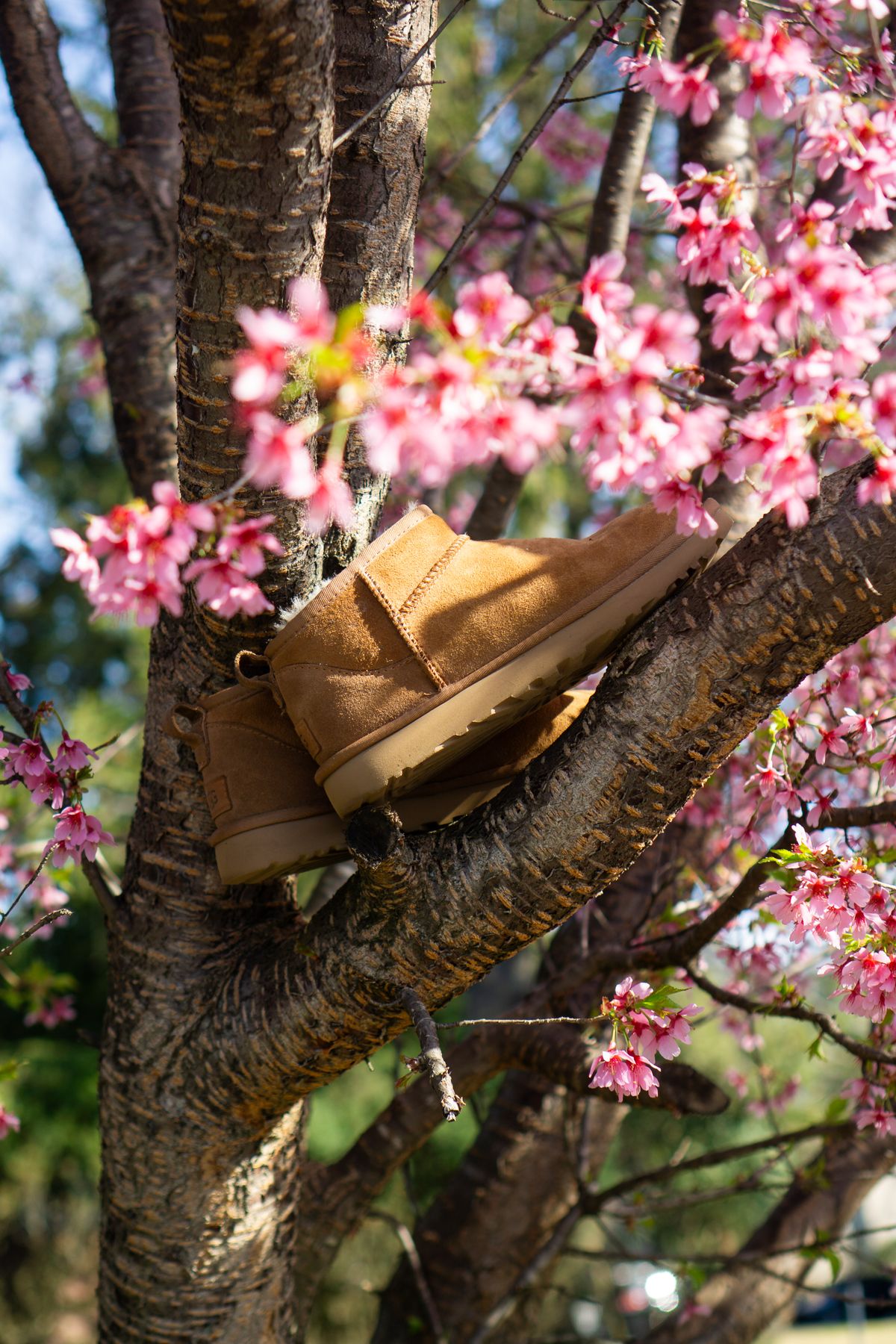Photo by Barbaq on April 4, 2026 of the Ugg Classic Ultra Mini in Chestnut Sheepskin.