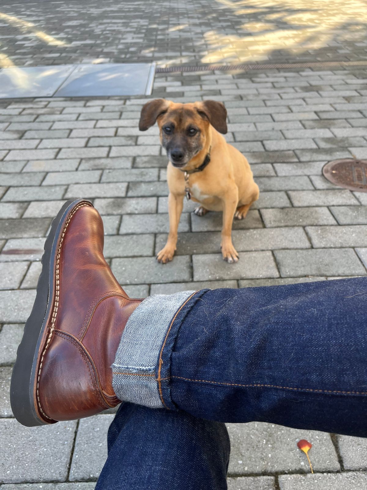 Photo by tomsbarkingdogs on October 3, 2025 of the Nicks Wellington 365 in Italian Brown Cypress.