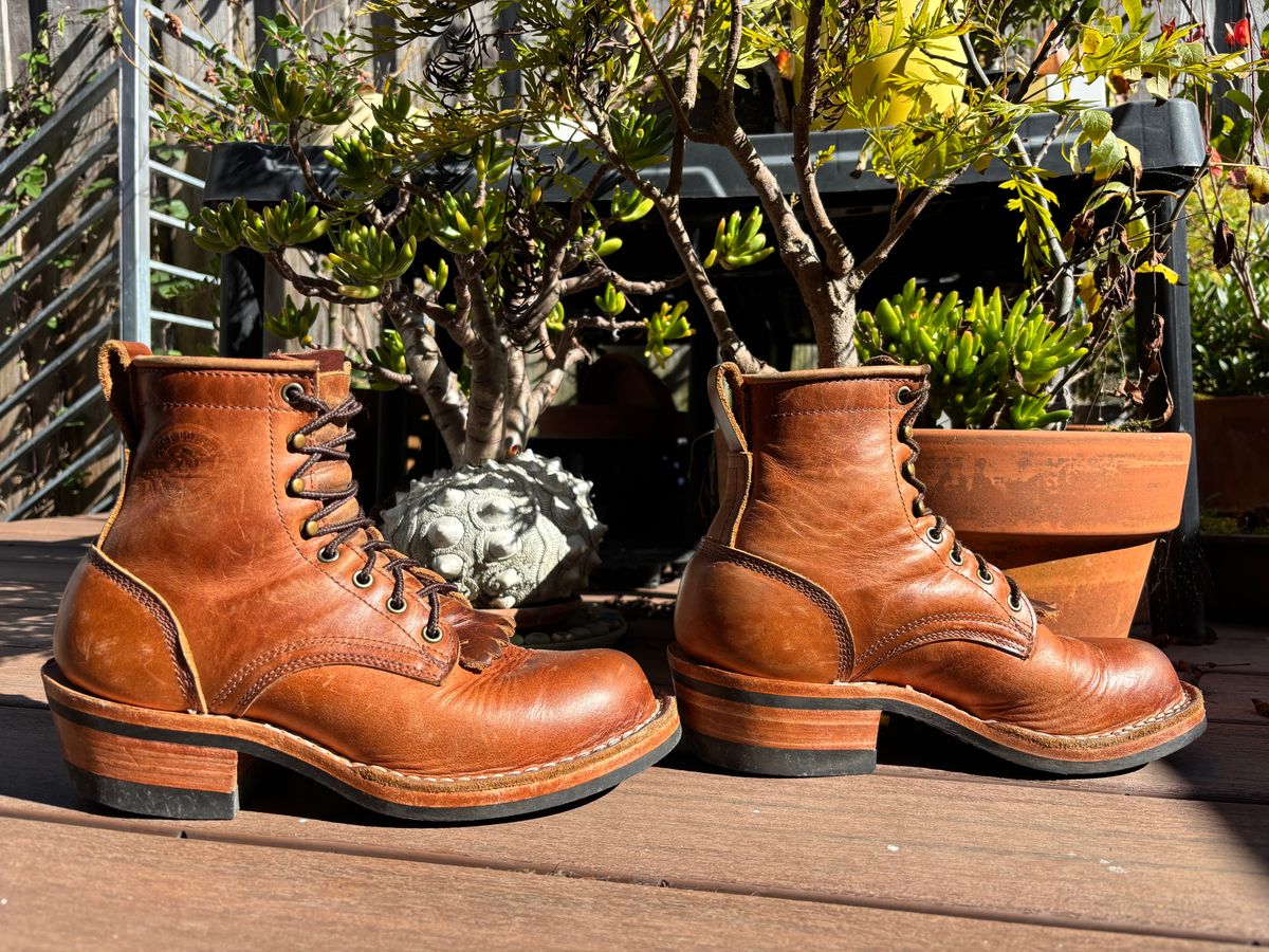 Photo by tomsbarkingdogs on November 3, 2025 of the Frank's Boots Wilshire in Law Tanning Whiskey Rebellion.