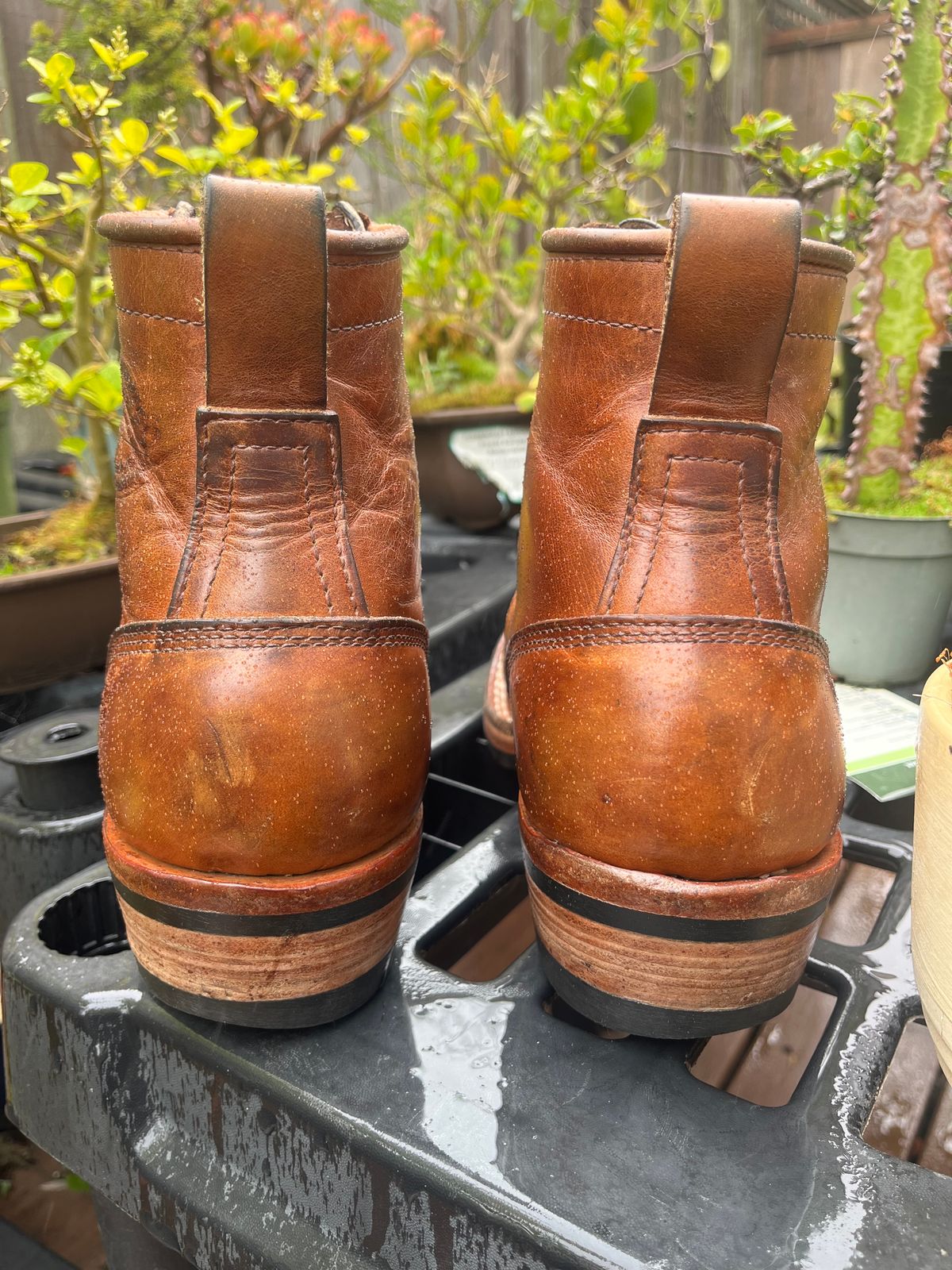 Photo by tomsbarkingdogs on April 1, 2026 of the Frank's Boots Wilshire in Law Tanning Whiskey Rebellion.