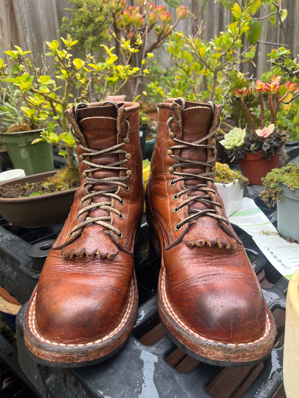 Photo by tomsbarkingdogs on April 1, 2026 of the Frank's Boots Wilshire in Law Tanning Whiskey Rebellion.