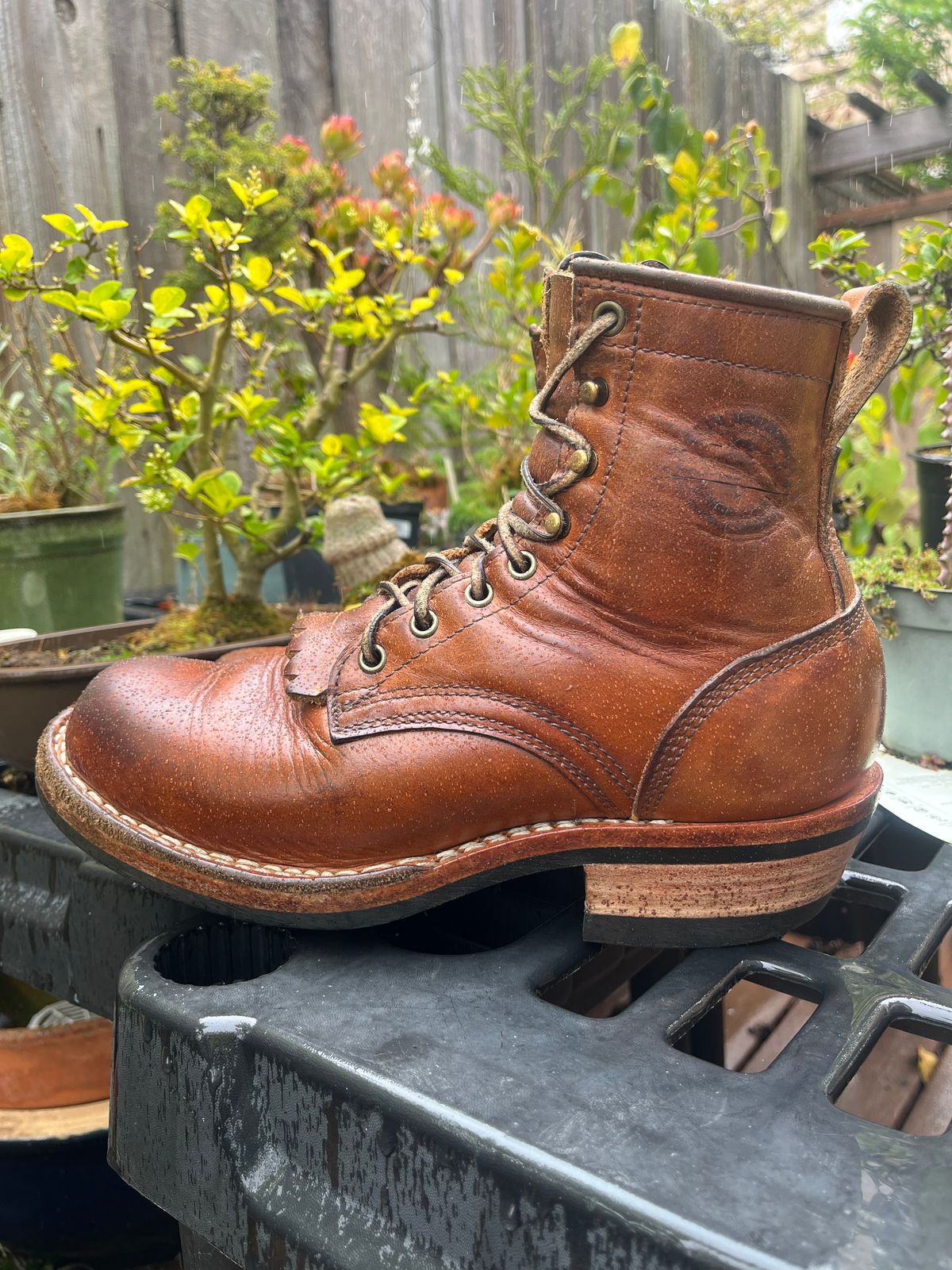 Photo by tomsbarkingdogs on April 1, 2026 of the Frank's Boots Wilshire in Law Tanning Whiskey Rebellion.