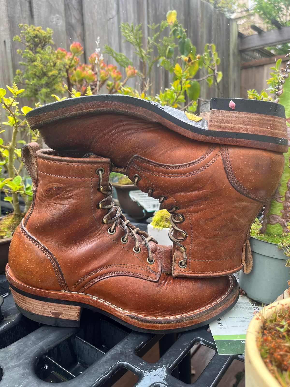 Photo by tomsbarkingdogs on April 1, 2026 of the Frank's Boots Wilshire in Law Tanning Whiskey Rebellion.