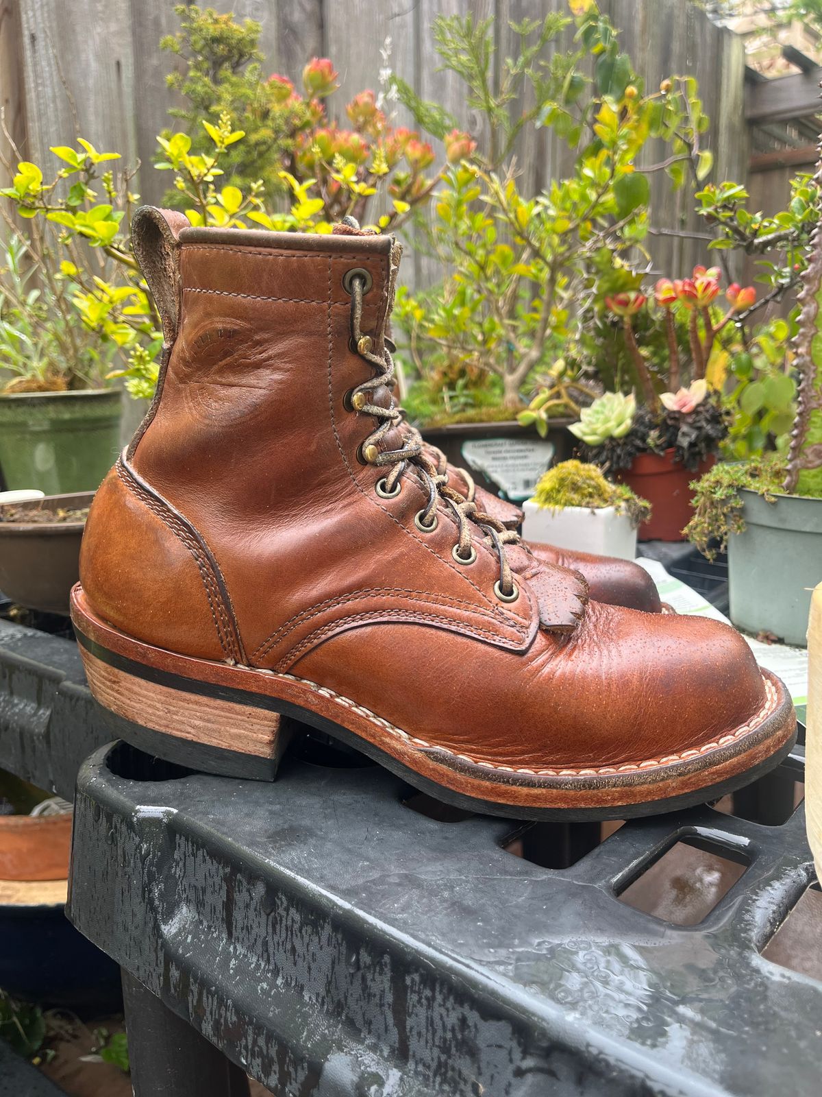 Photo by tomsbarkingdogs on April 1, 2026 of the Frank's Boots Wilshire in Law Tanning Whiskey Rebellion.