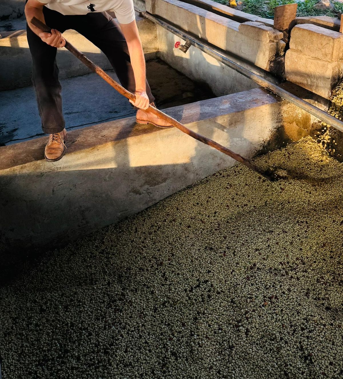 Photo by kaldisgoat on December 9, 2025 of the Sagara Legatant in Amber Arborwax.