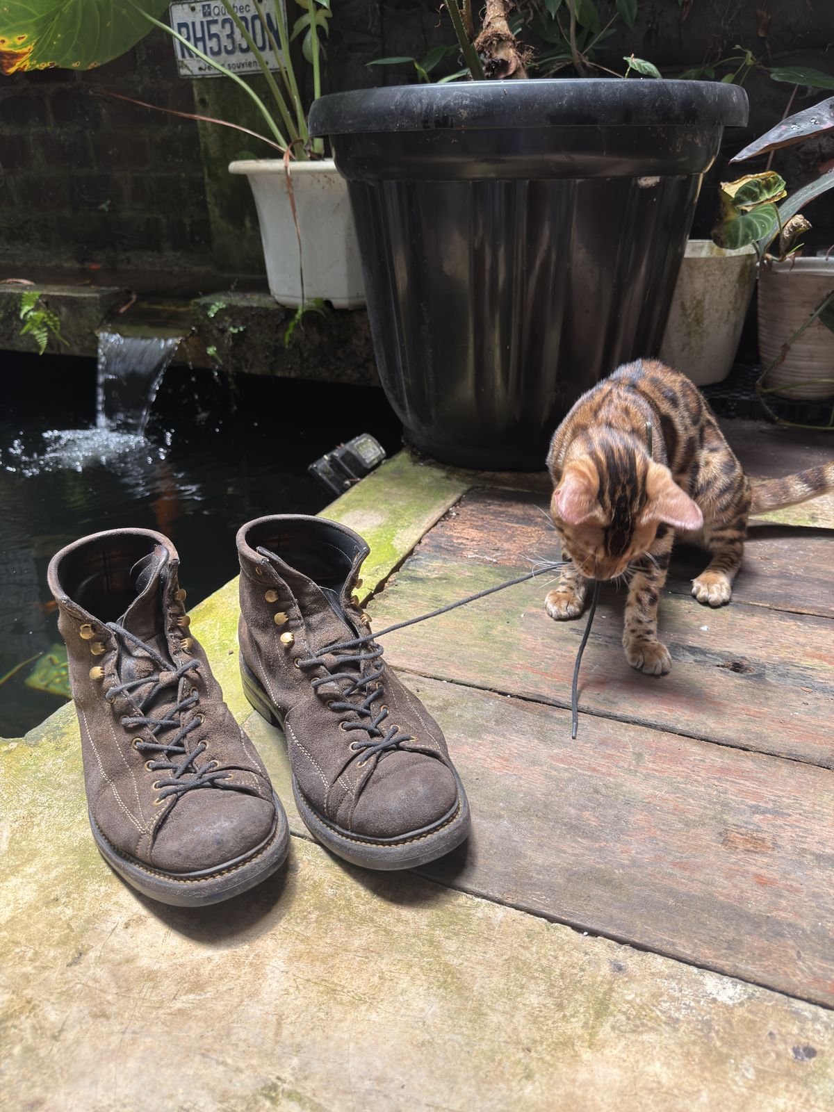 Photo by supergad on April 4, 2026 of the Sagara Cordmaster in Maryam Rovescio Sego Oliva.