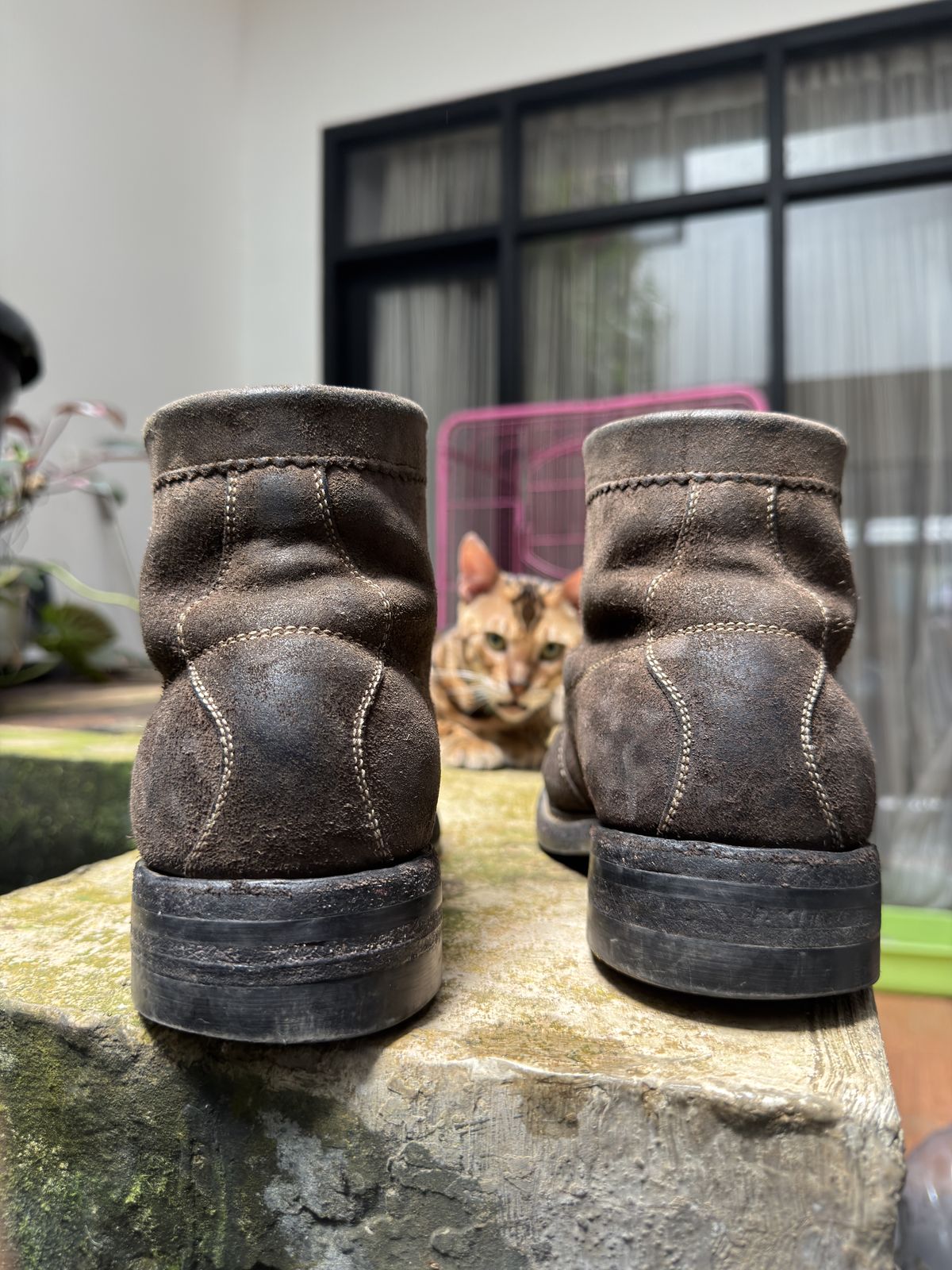 Photo by supergad on April 4, 2026 of the Sagara Cordmaster in Maryam Rovescio Sego Oliva.