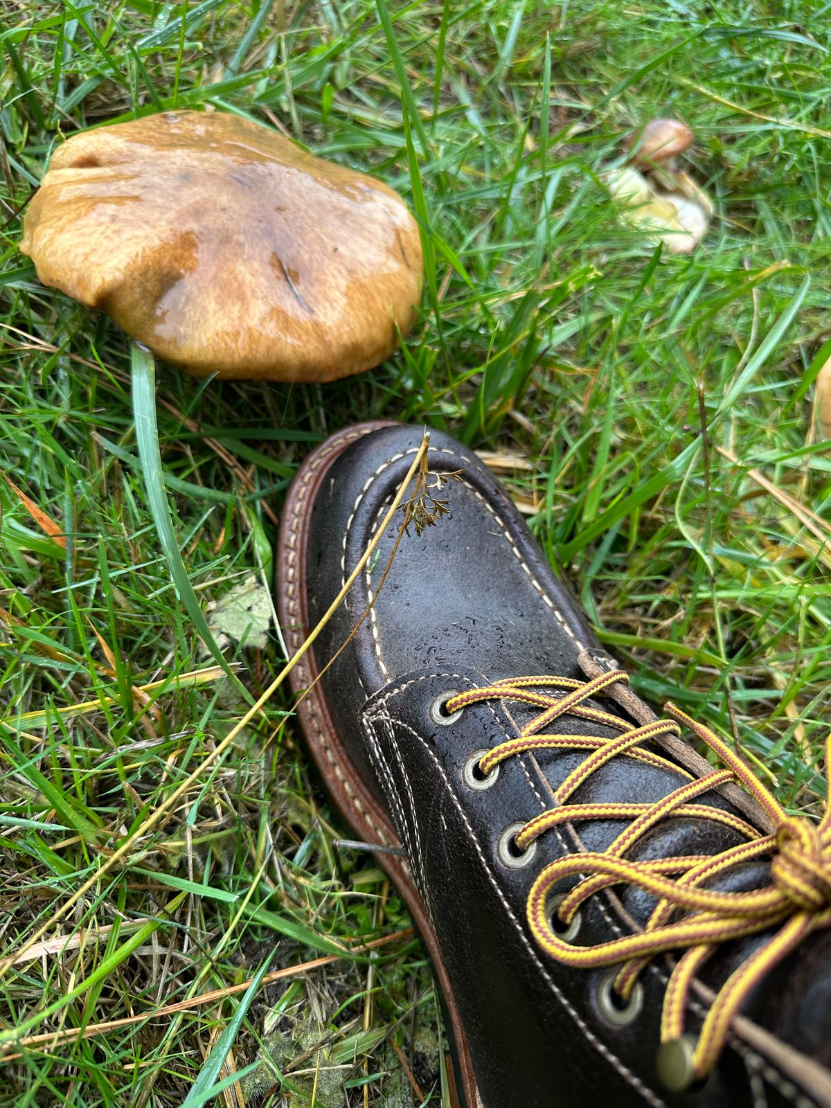 Photo by SCUFFALO.BILL on October 12, 2025 of the Truman Moc Toe in Horween Java Waxed Flesh.