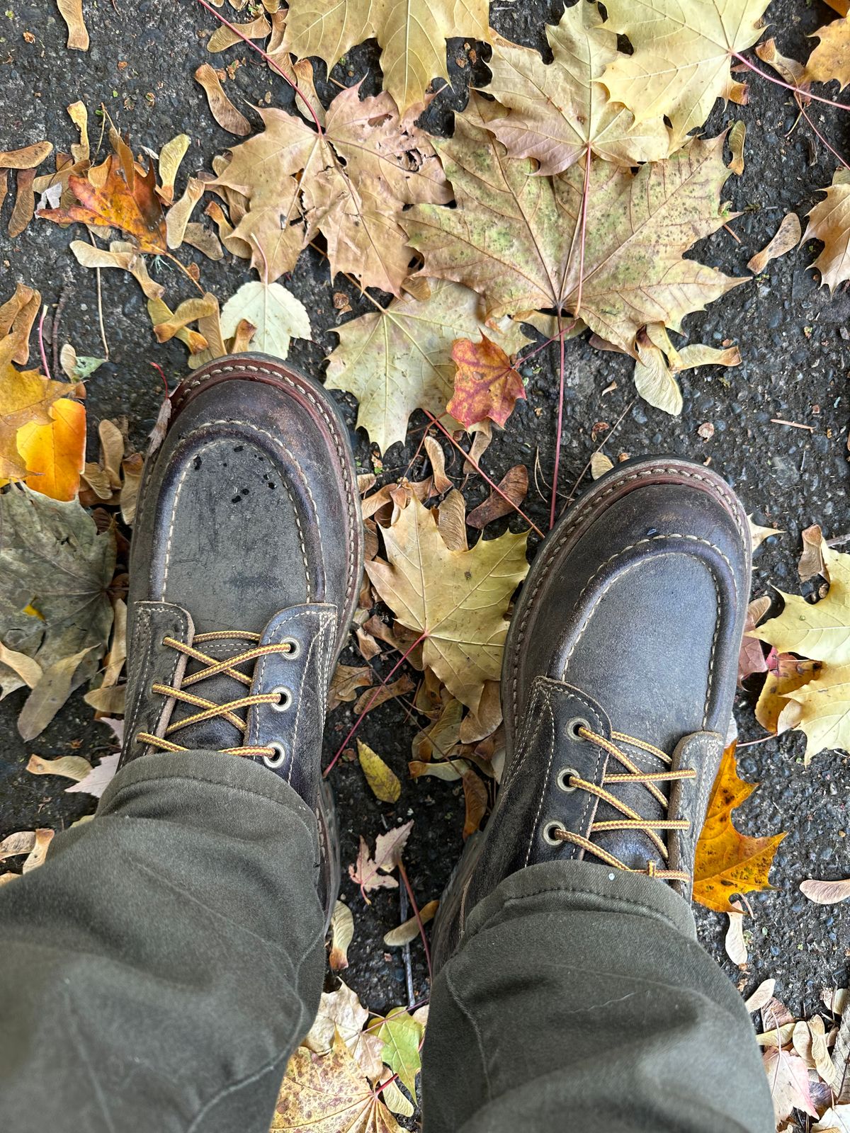 Photo by SCUFFALO.BILL on October 22, 2025 of the Truman Moc Toe in Horween Java Waxed Flesh.