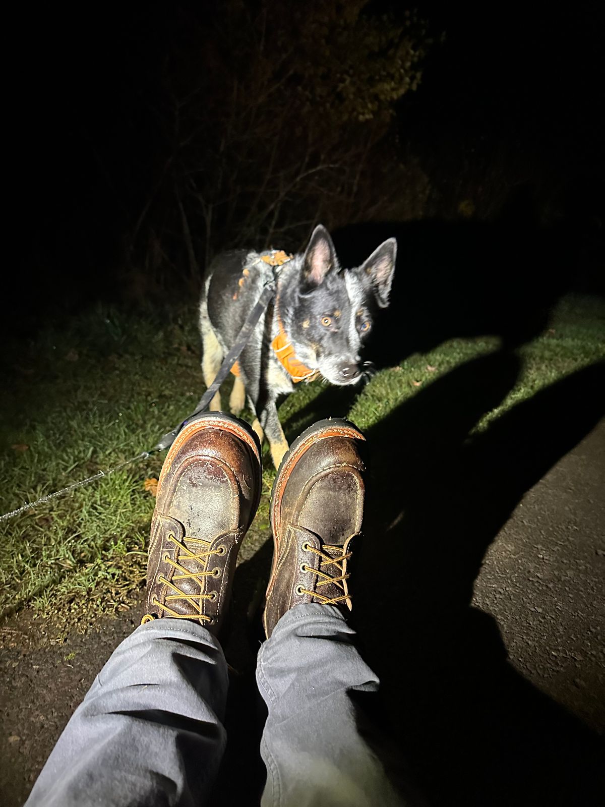 Photo by SCUFFALO.BILL on November 21, 2025 of the Truman Moc Toe in Horween Java Waxed Flesh.