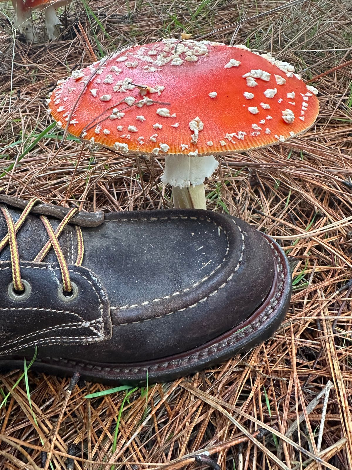 Photo by SCUFFALO.BILL on November 24, 2025 of the Truman Moc Toe in Horween Java Waxed Flesh.