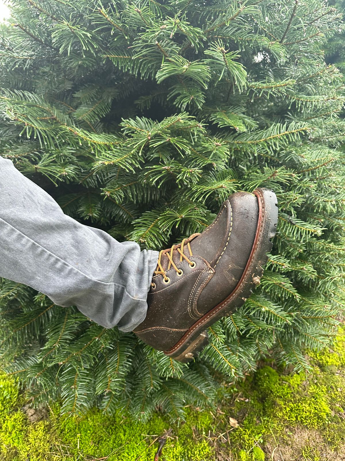 Photo by SCUFFALO.BILL on December 8, 2025 of the Truman Moc Toe in Horween Java Waxed Flesh.