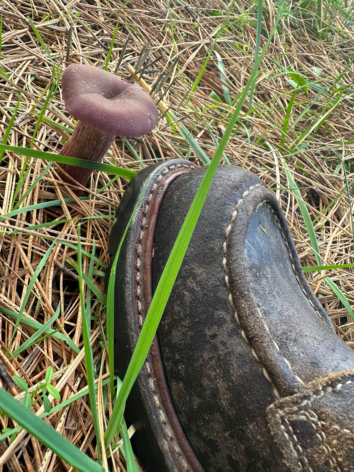 Photo by SCUFFALO.BILL on December 13, 2025 of the Truman Moc Toe in Horween Java Waxed Flesh.