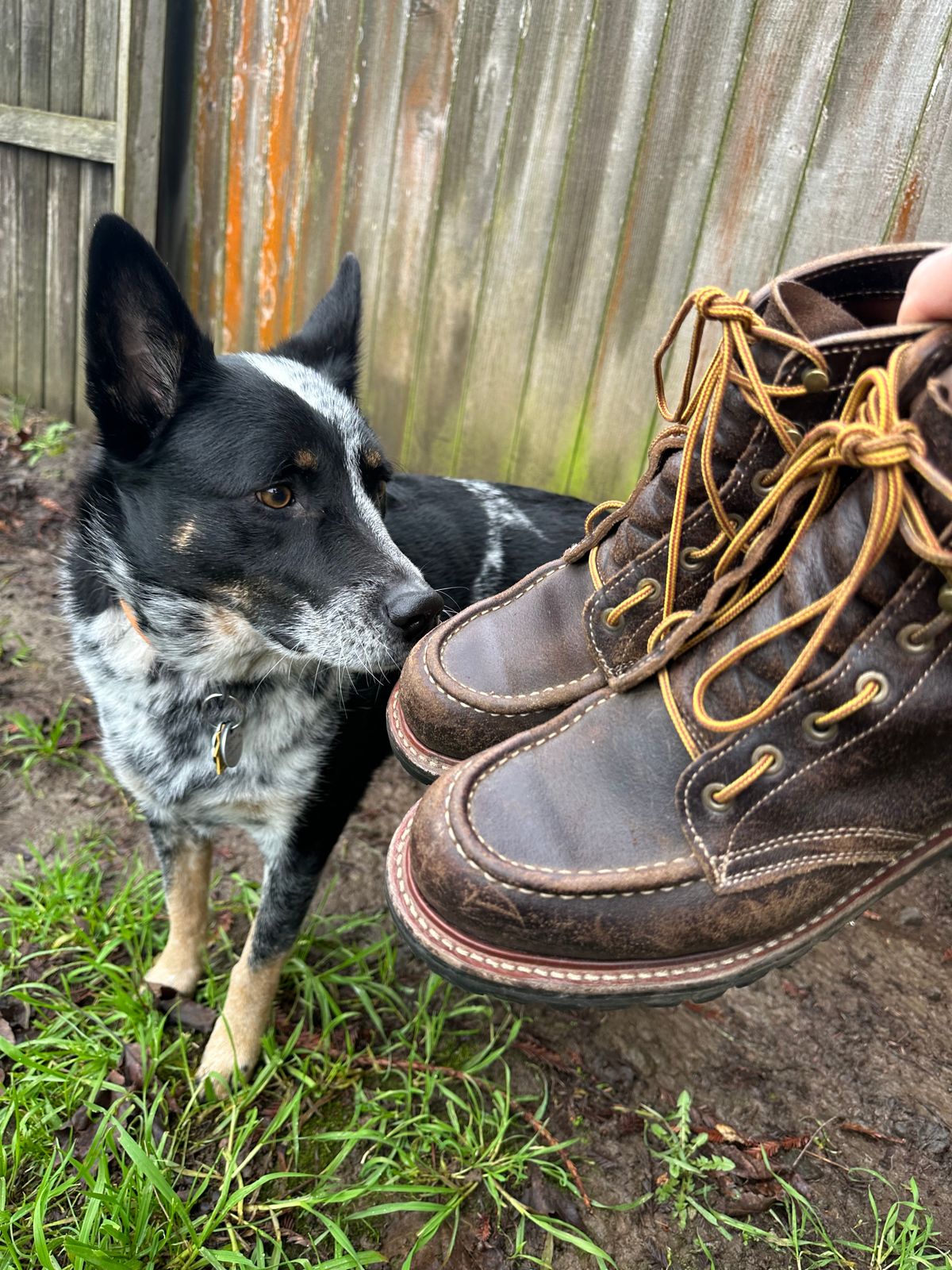 Photo by SCUFFALO.BILL on January 3, 2026 of the Truman Moc Toe in Horween Java Waxed Flesh.