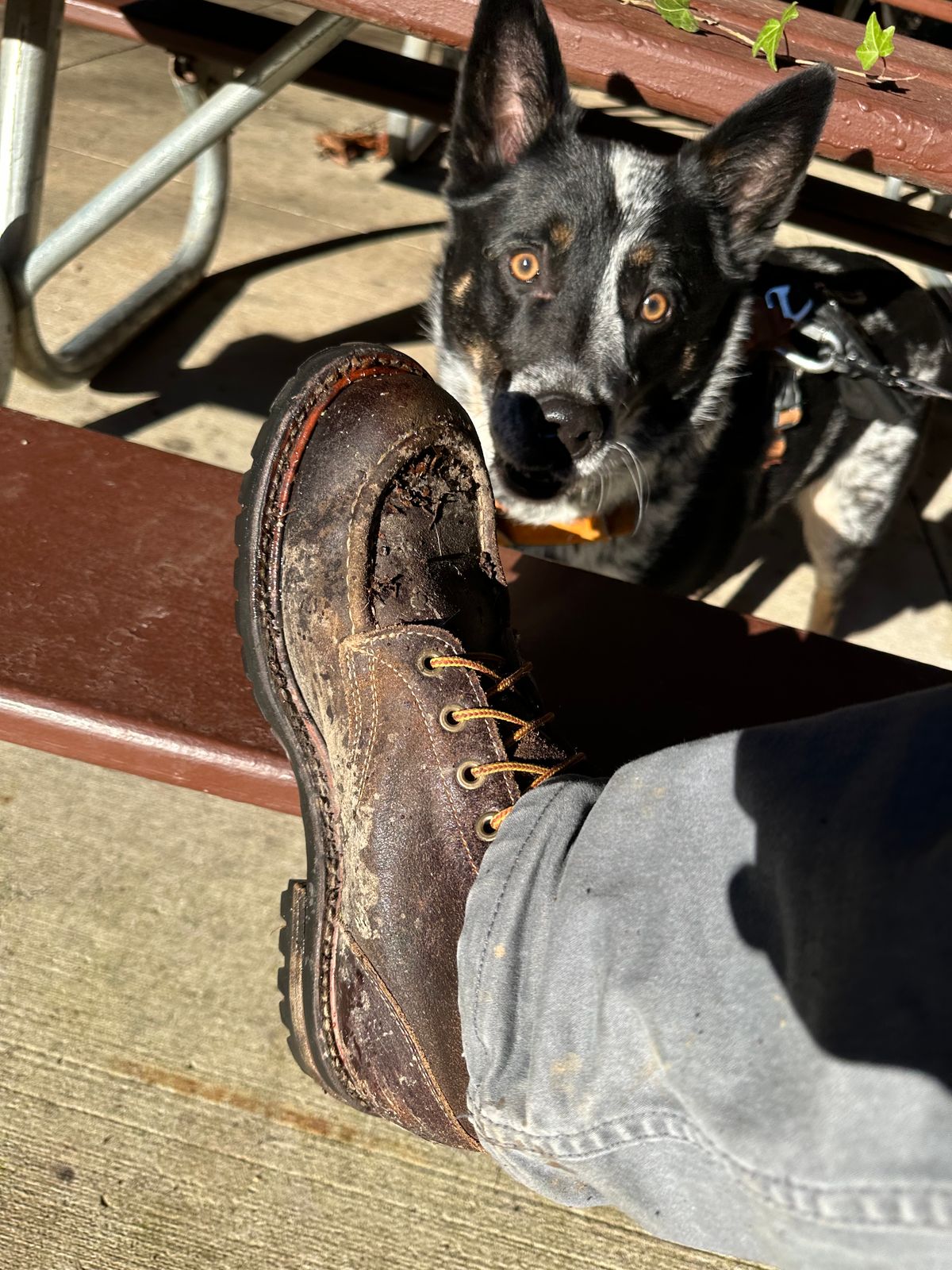 Photo by SCUFFALO.BILL on January 16, 2026 of the Truman Moc Toe in Horween Java Waxed Flesh.