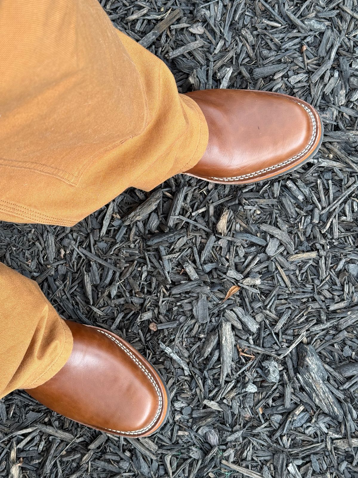 Photo by BigDawg308 on July 21, 2025 of the Wesco Mister Lou in Maryam Toscanello TPR Horsebutt.