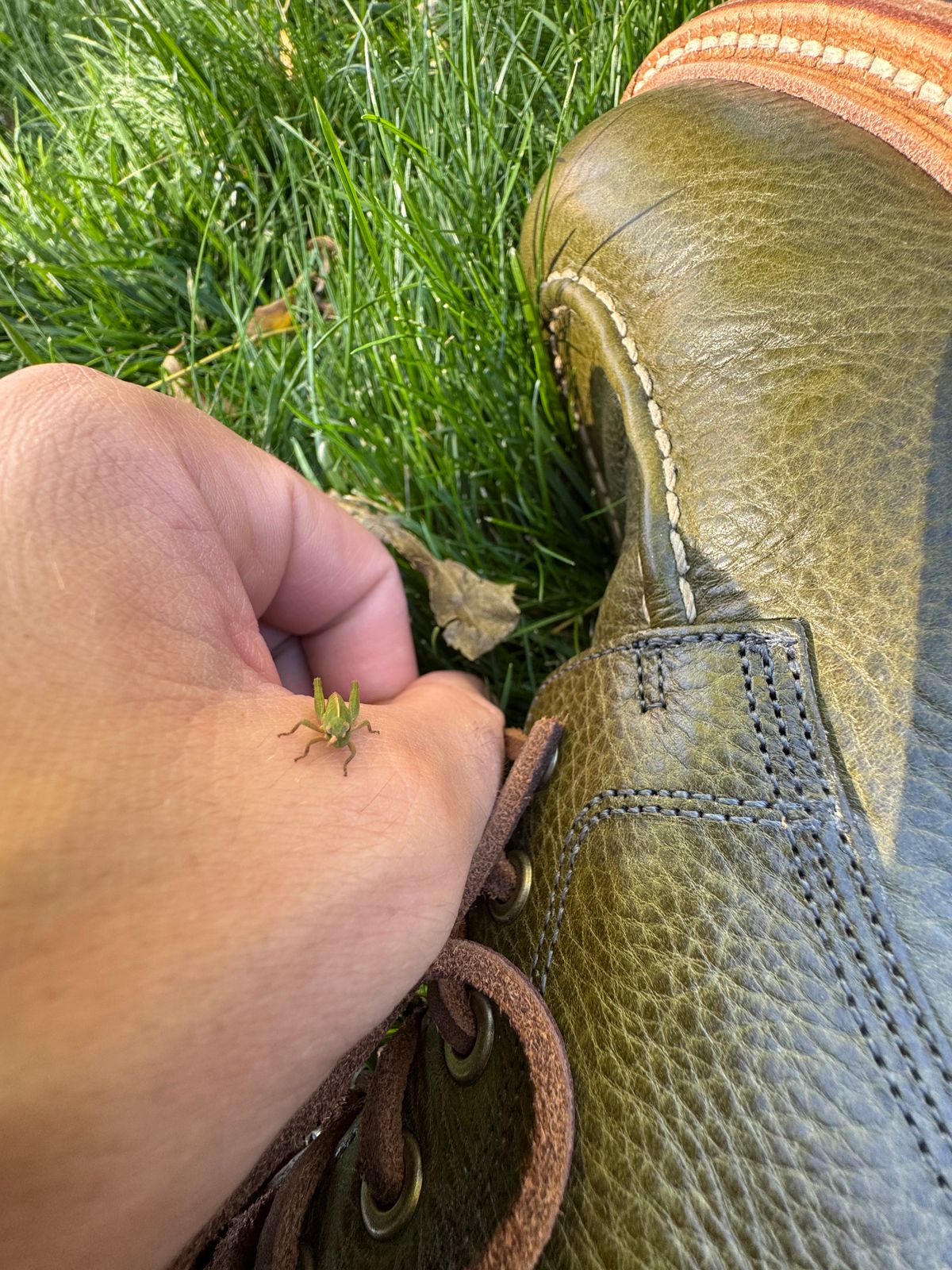 Photo by EarthToneDaddy on October 3, 2025 of the Grant Stone Brass Boot in Badalassi Carlo Oliva Minerva Box.