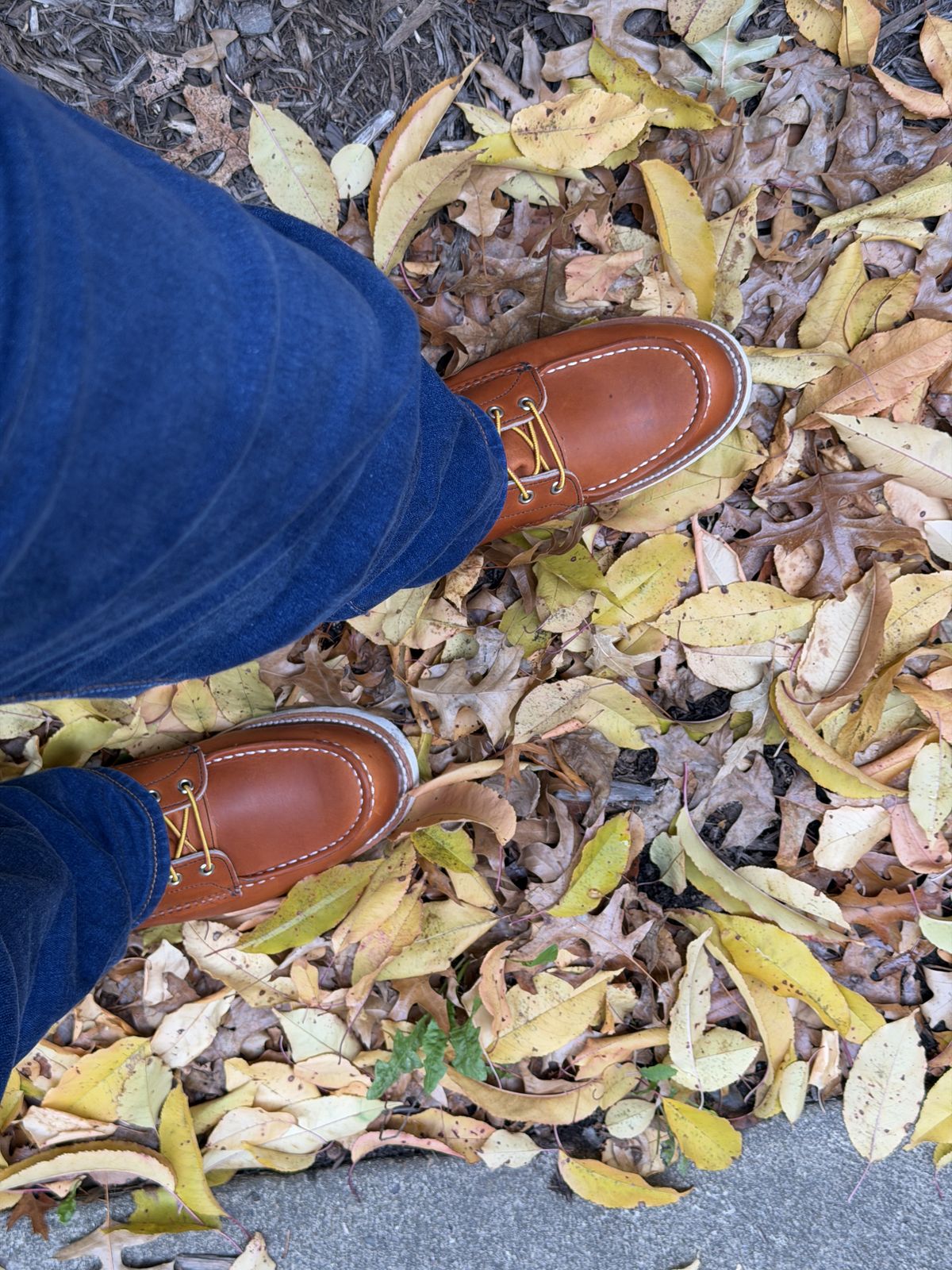 Photo by Kismetatron on October 24, 2025 of the Red Wing 877 in S.B. Foot Oro Legacy.