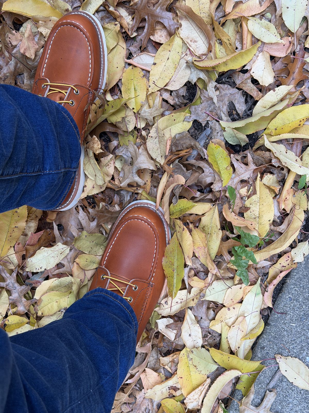 Photo by Kismetatron on October 24, 2025 of the Red Wing 877 in S.B. Foot Oro Legacy.