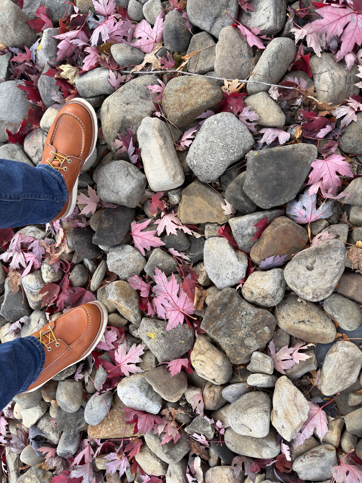 Photo by Kismetatron on October 31, 2025 of the Red Wing 877 in S.B. Foot Oro Legacy.