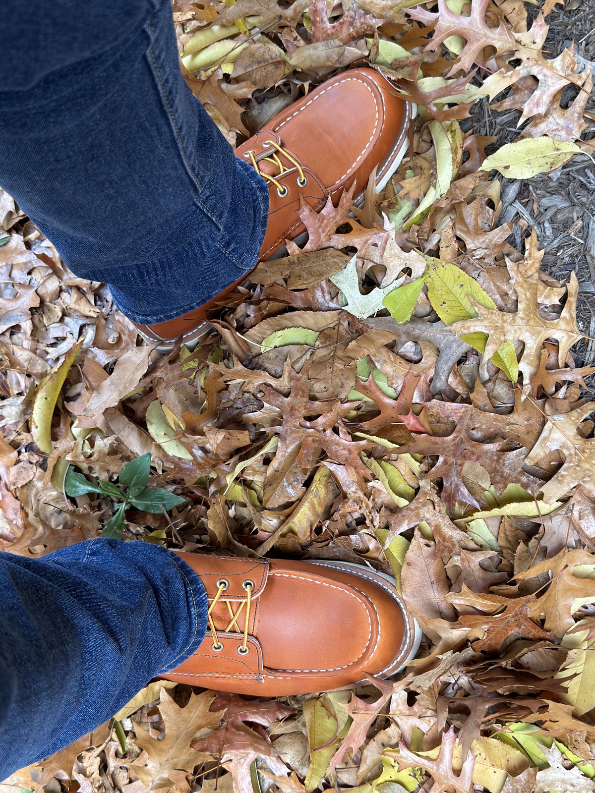 Photo by Kismetatron on October 31, 2025 of the Red Wing 877 in S.B. Foot Oro Legacy.