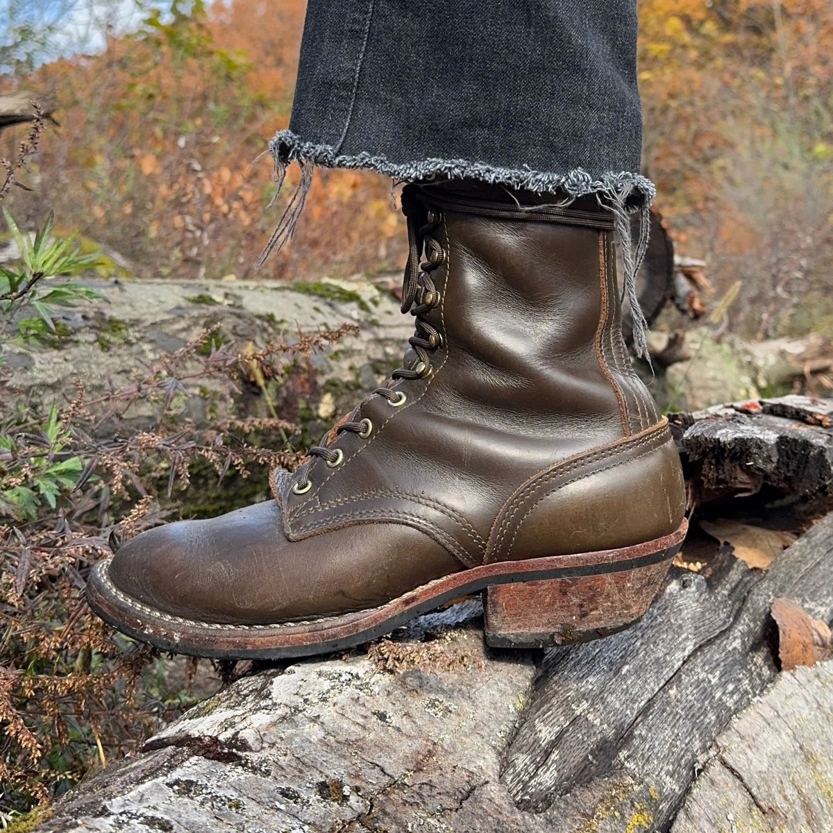 Photo by brvcha on November 9, 2025 of the Nicks Packer in Shackelton Greener Pastures.