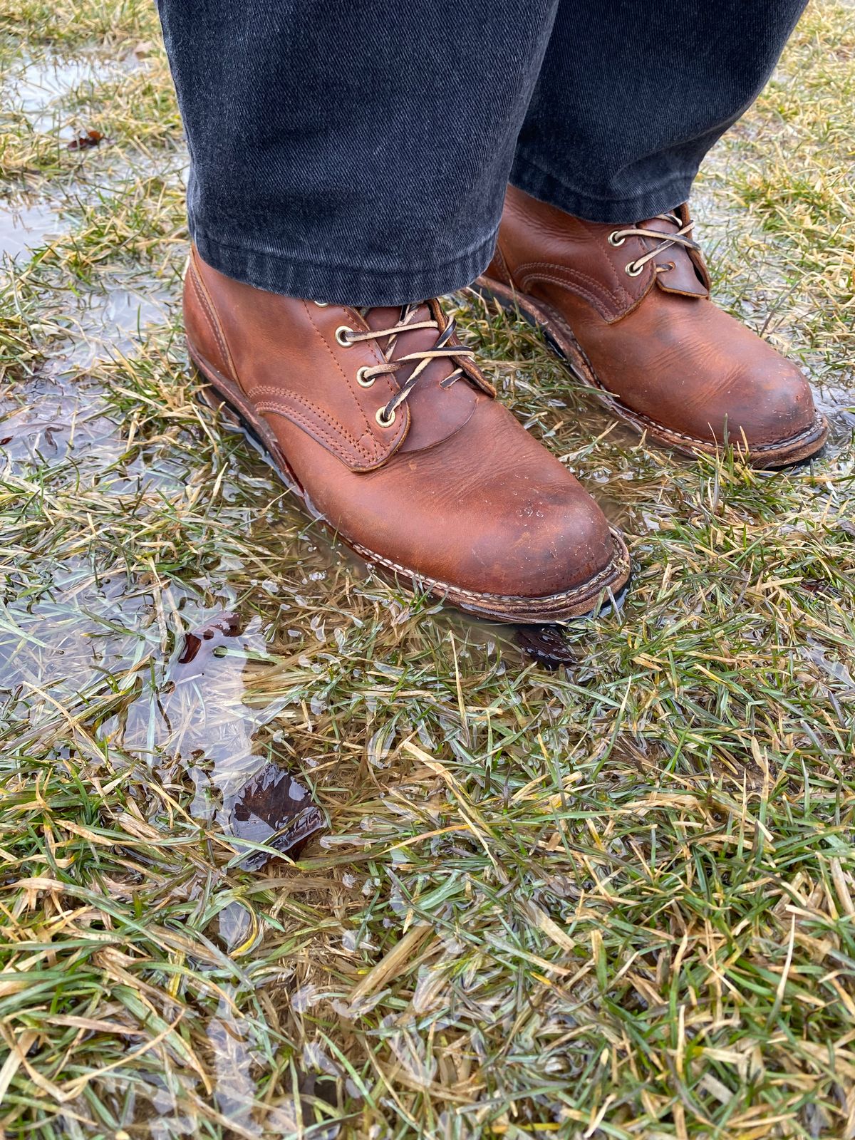 Photo by michaelkarant on March 22, 2026 of the Nicks Falcon in Spokane Honey.