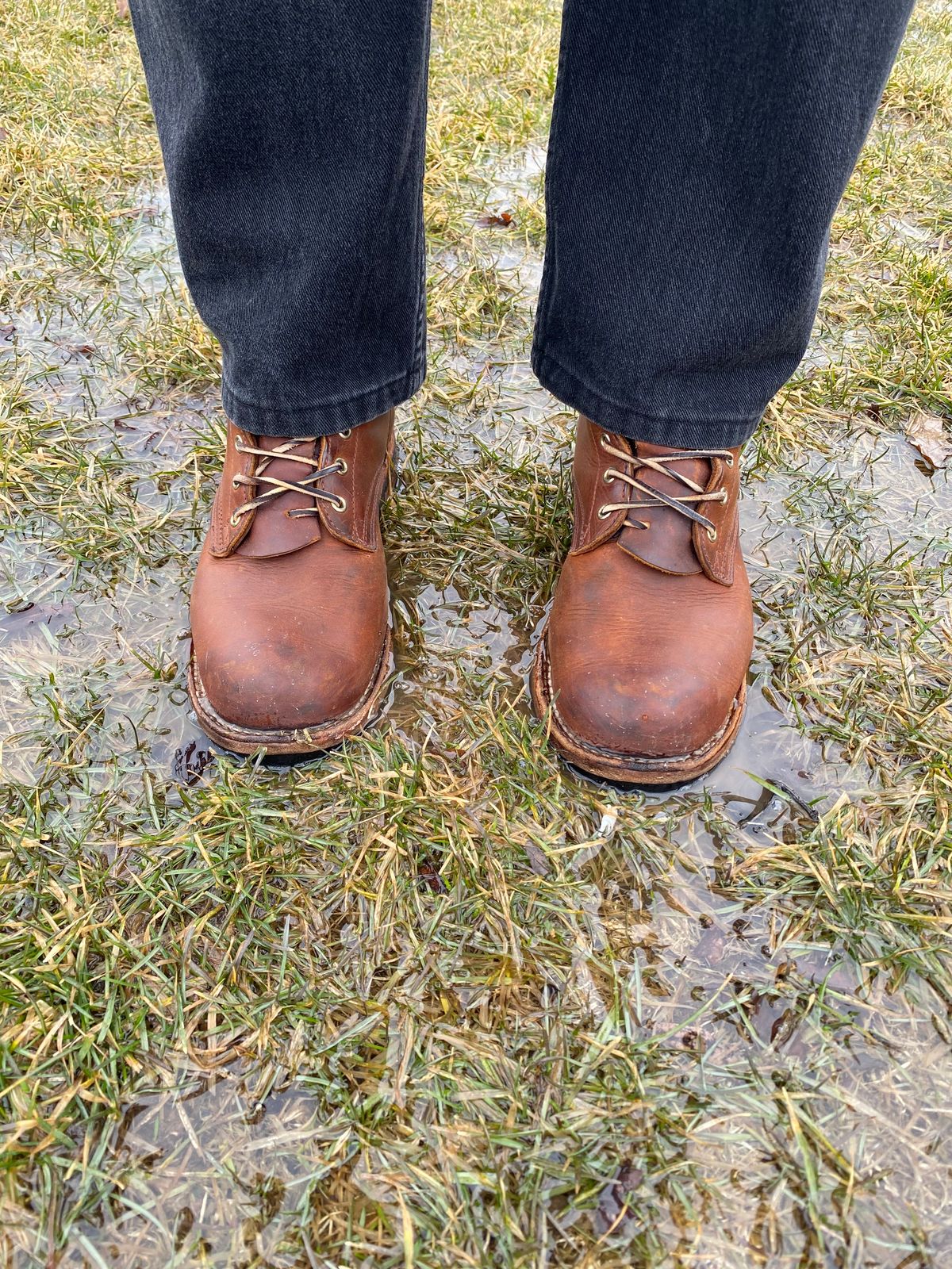 Photo by michaelkarant on March 22, 2026 of the Nicks Falcon in Spokane Honey.